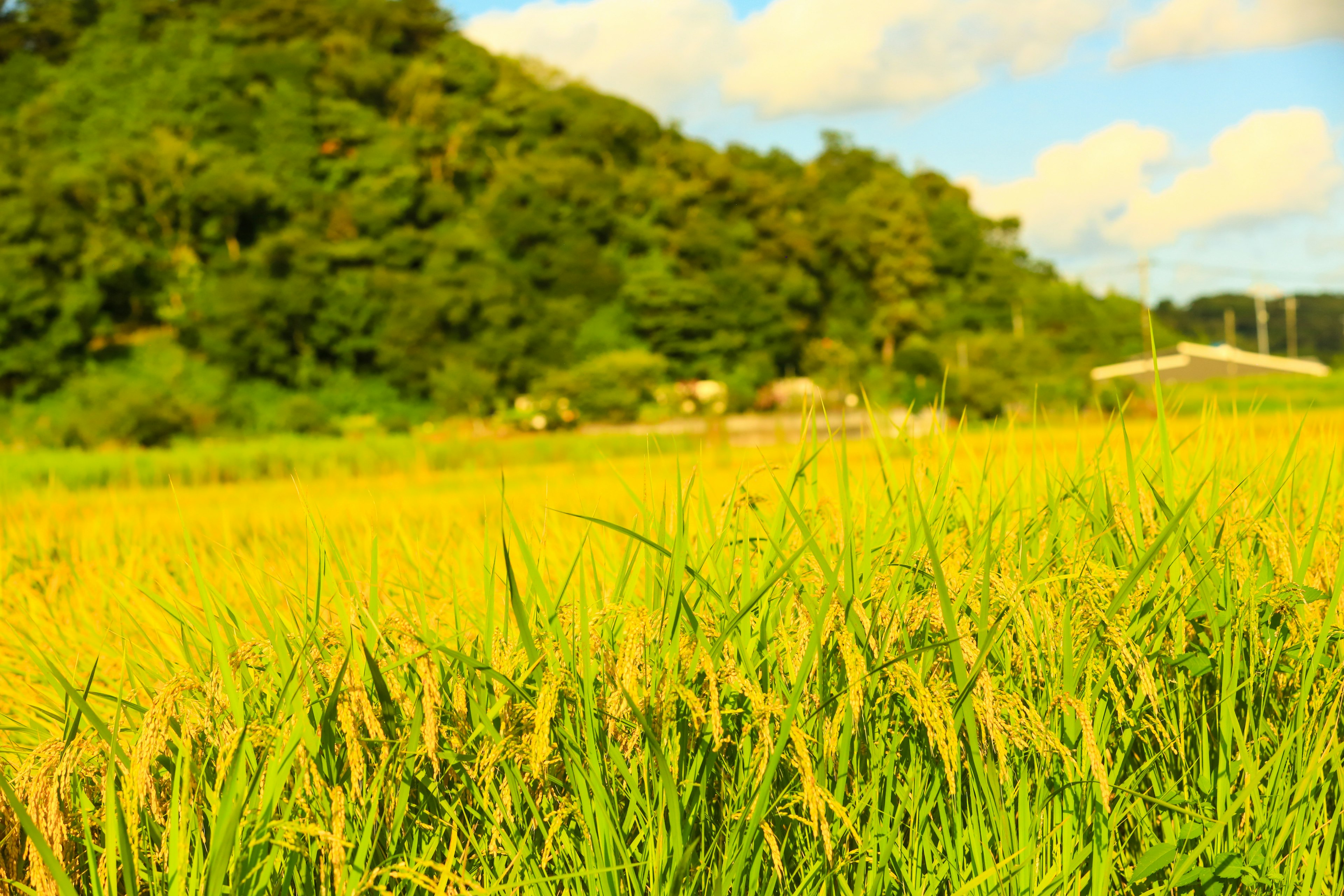 Paisaje de campos de arroz verdes con cielo azul