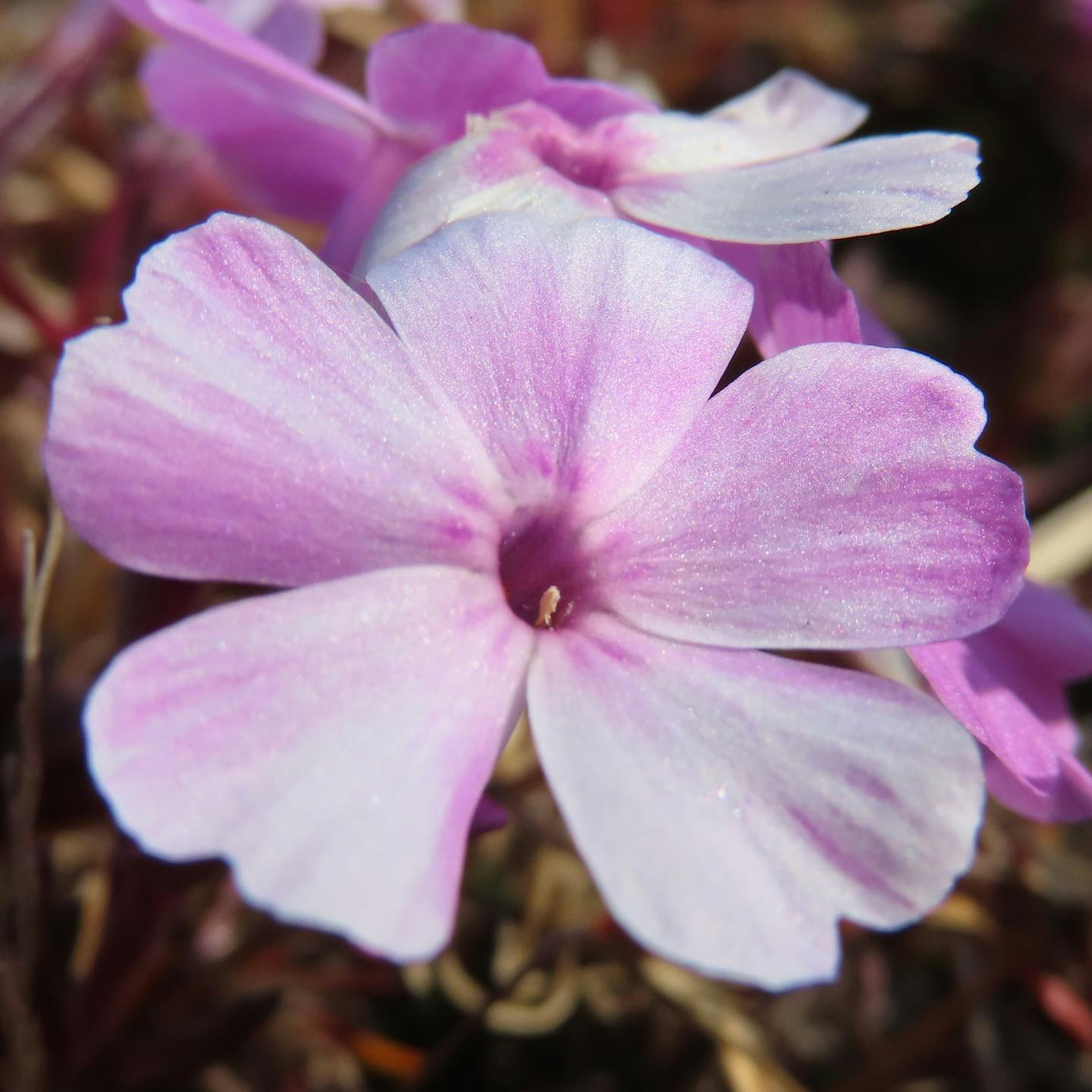 Close-up bunga dengan kelopak ungu muda