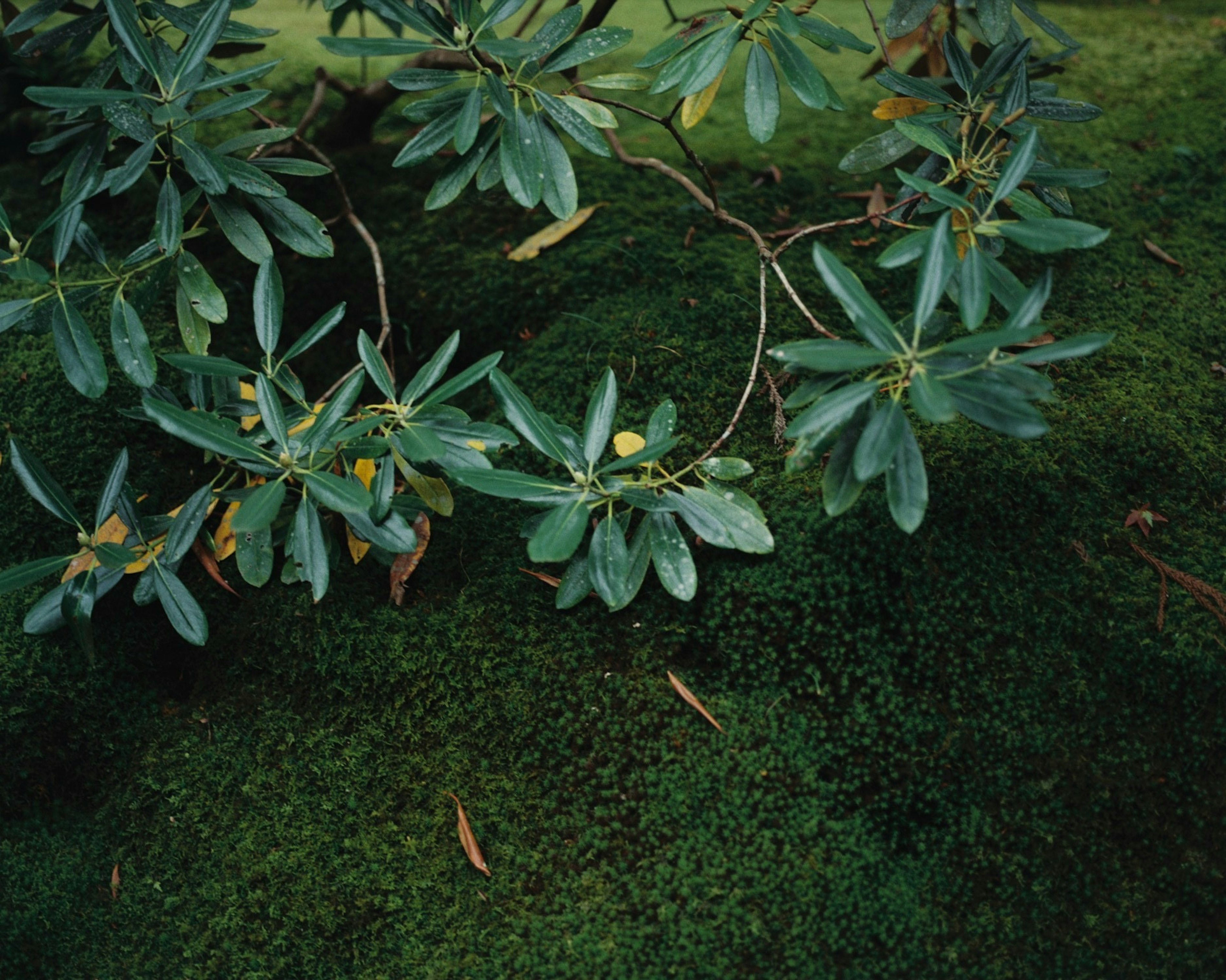 Vue rapprochée de feuilles vertes luxuriantes avec un fond de pelouse verte douce