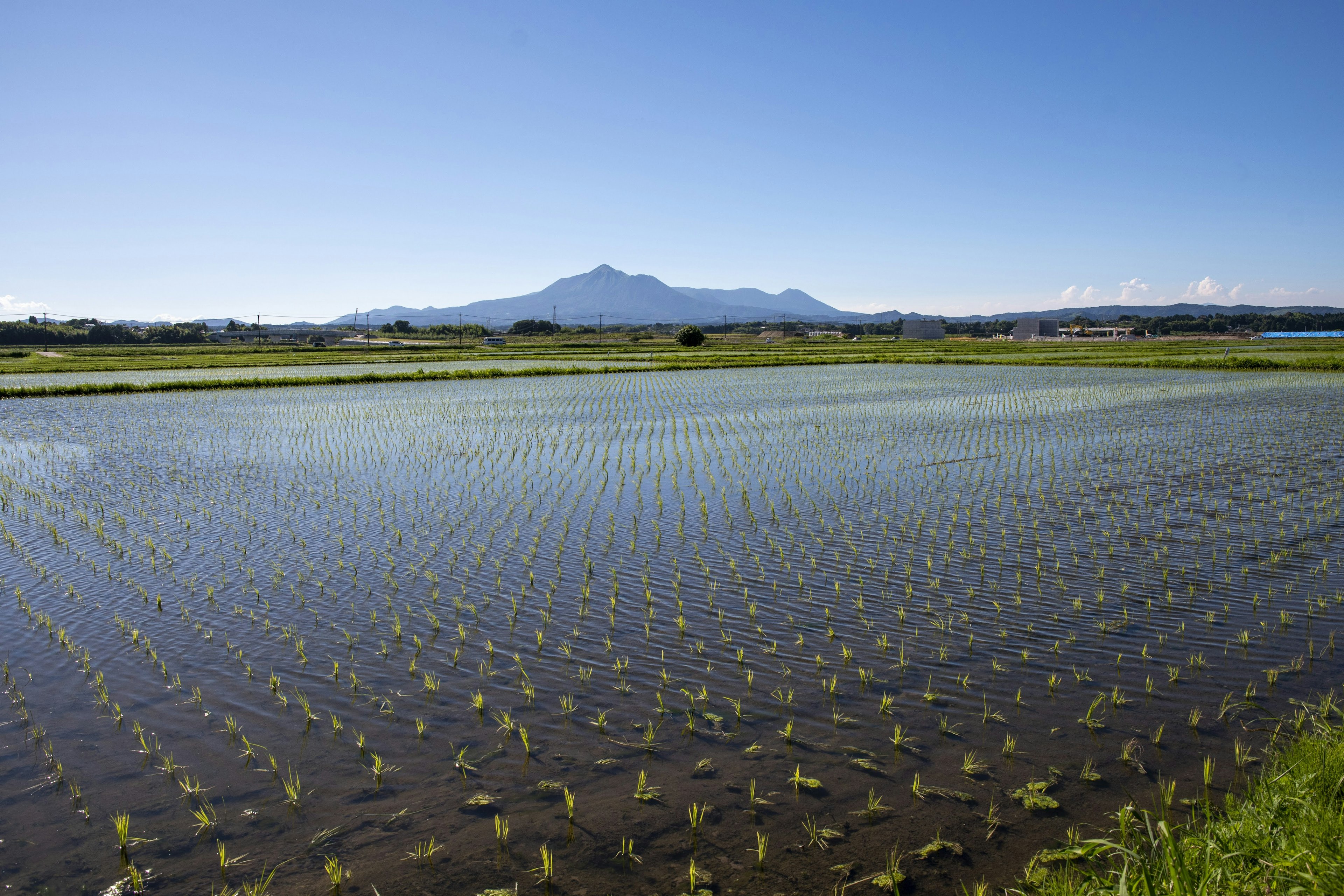 Sawah di bawah langit biru cerah dengan gunung di kejauhan