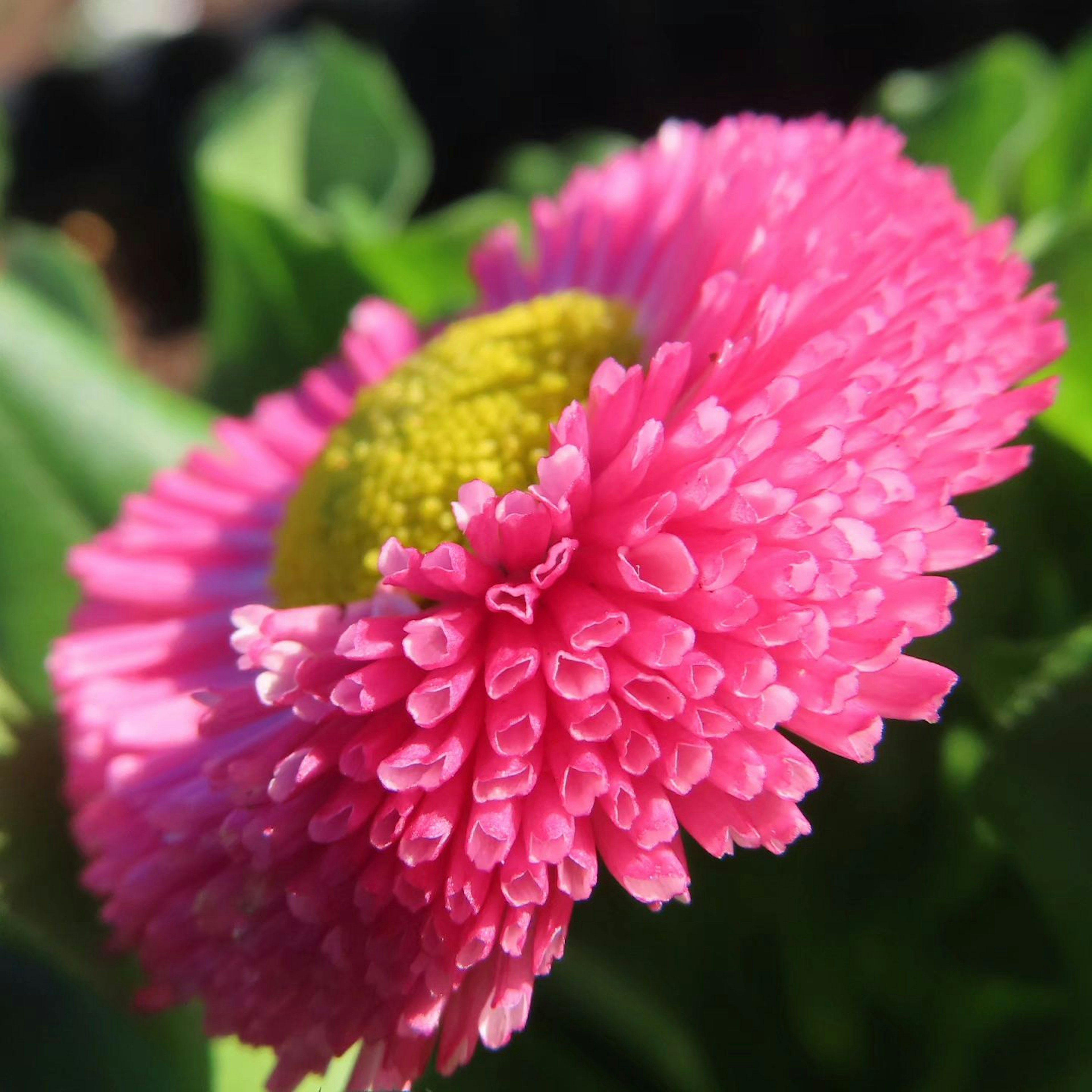 Primer plano de una flor de margarita rosa con un centro amarillo y una estructura de pétalos única