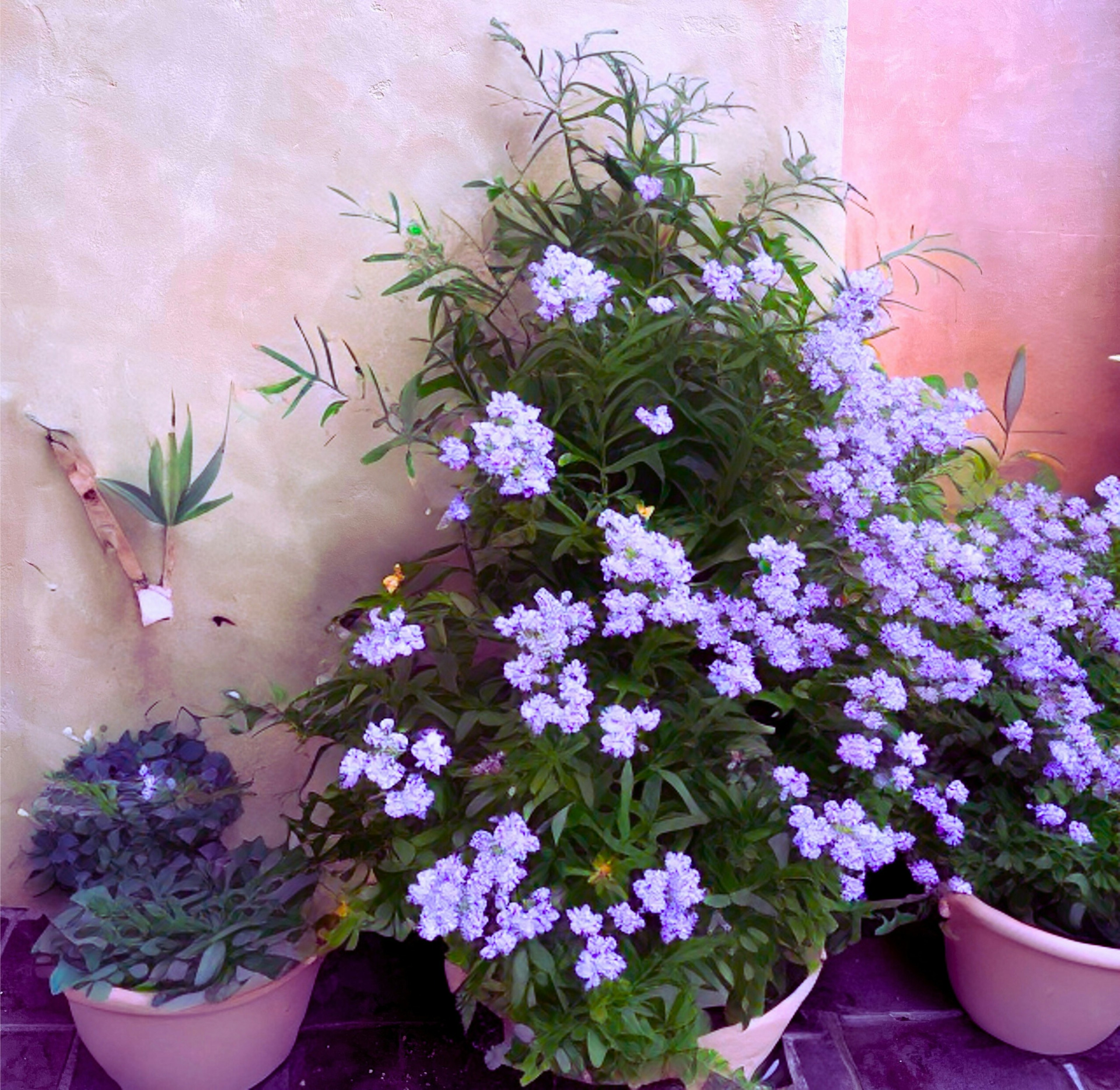 Scene featuring potted plants with purple flowers and green foliage