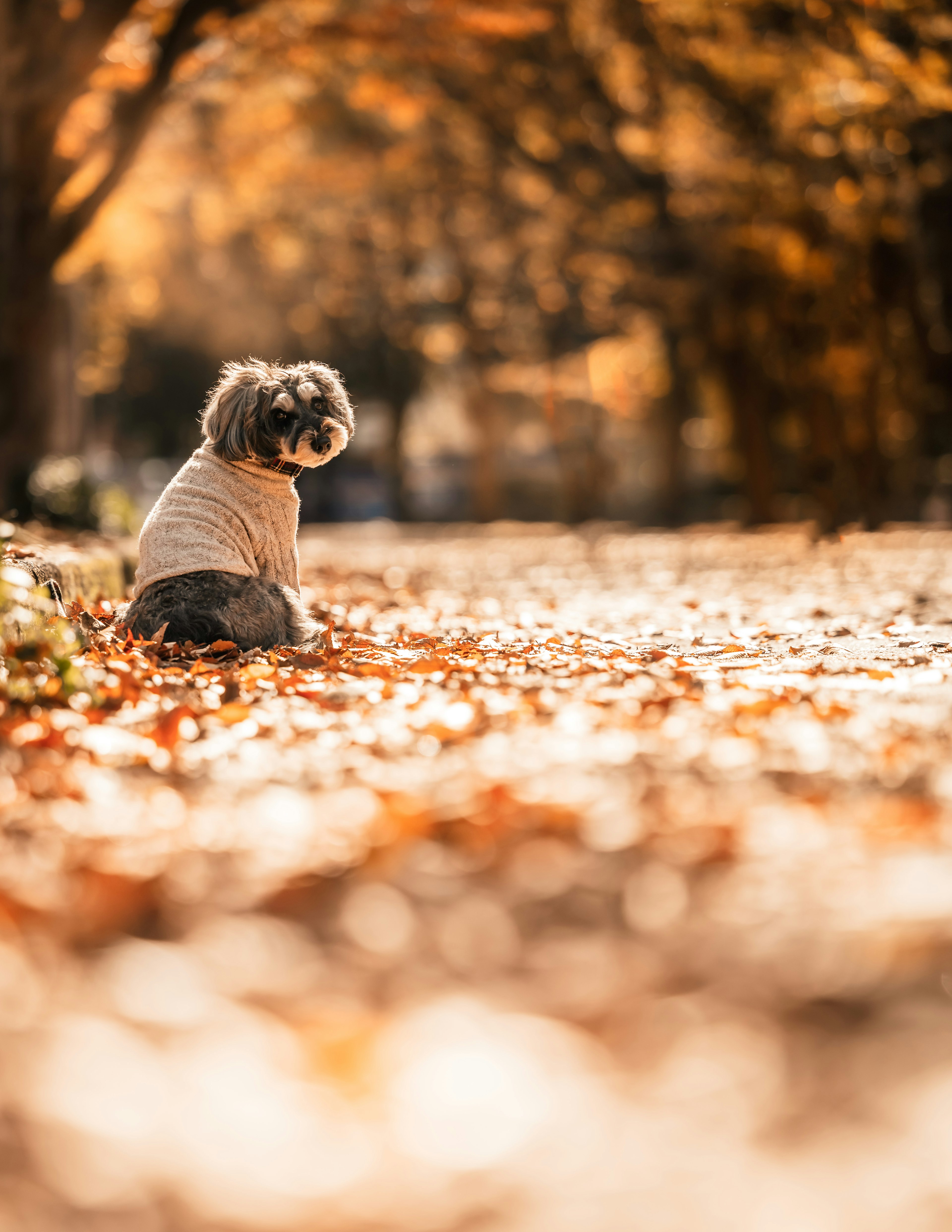 A dog sitting among autumn leaves