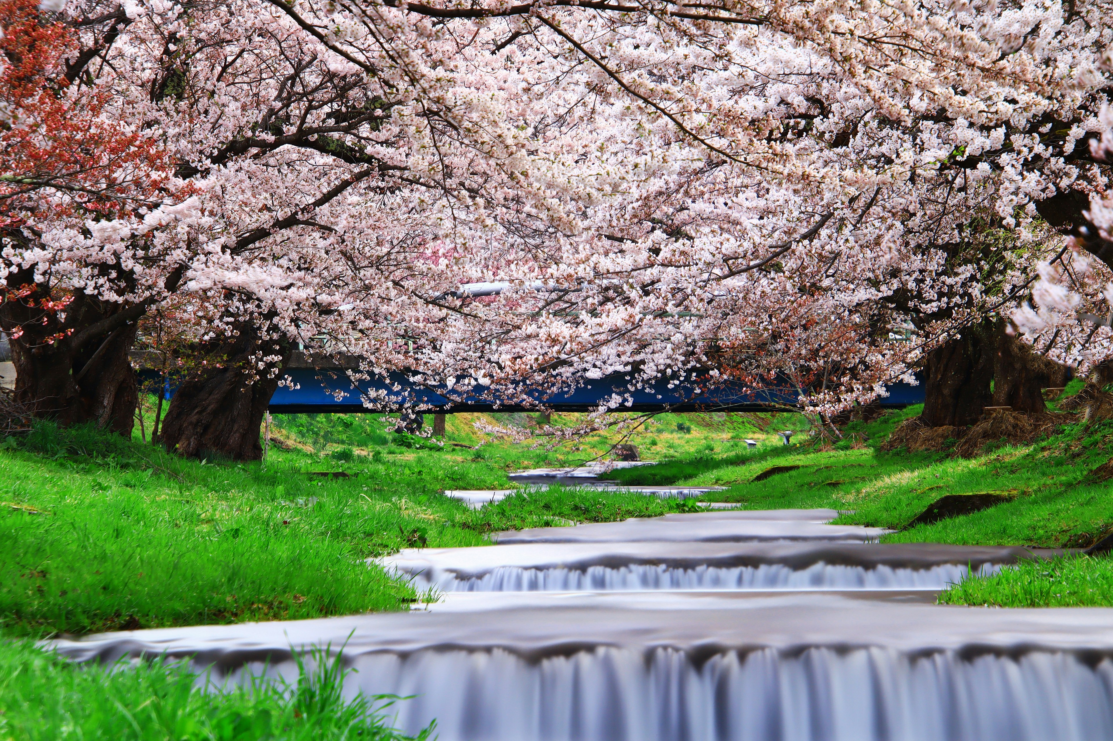 Pemandangan pohon sakura di sepanjang aliran dengan rumput hijau subur