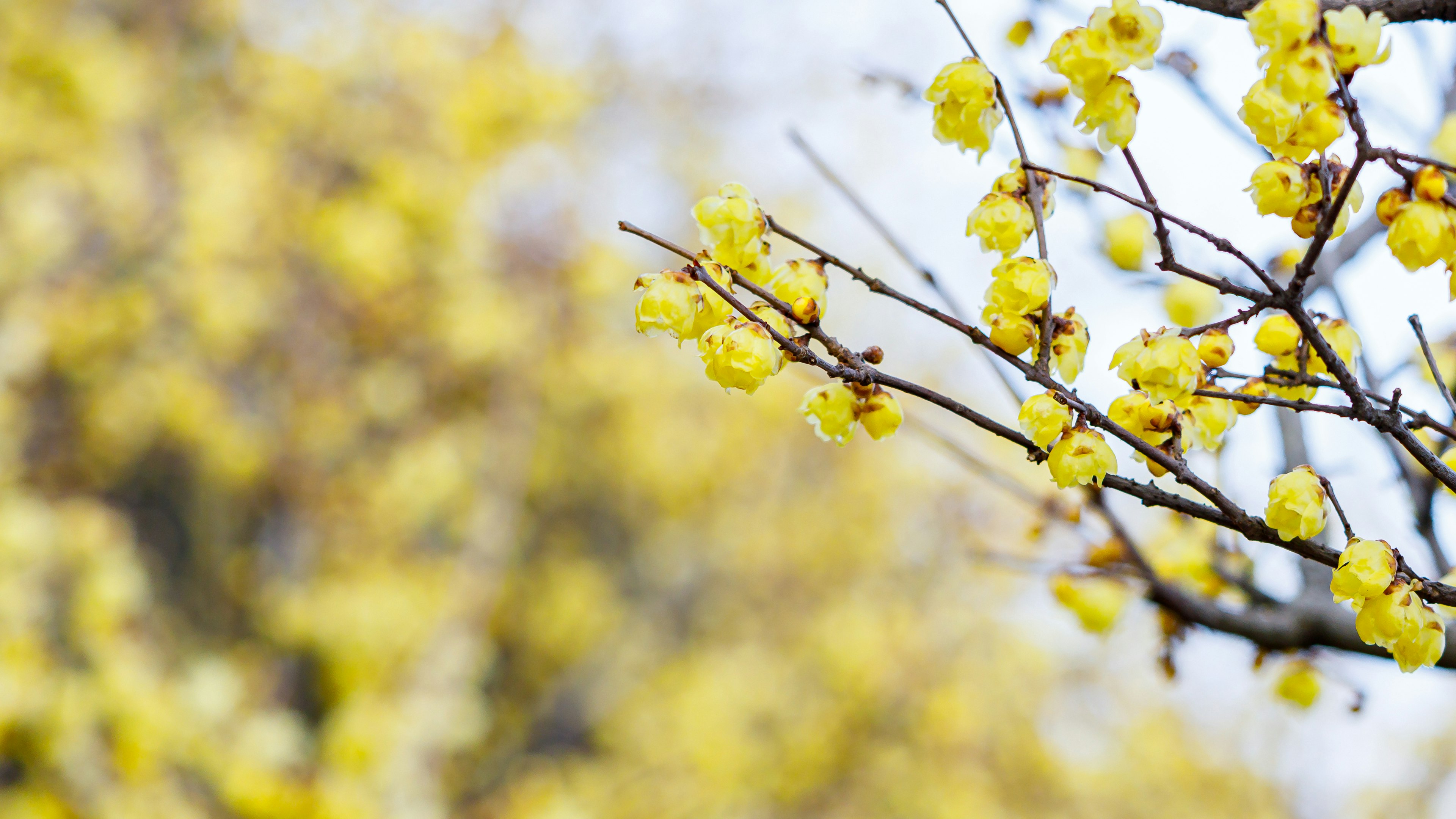 Acercamiento de ramas con flores amarillas en flor