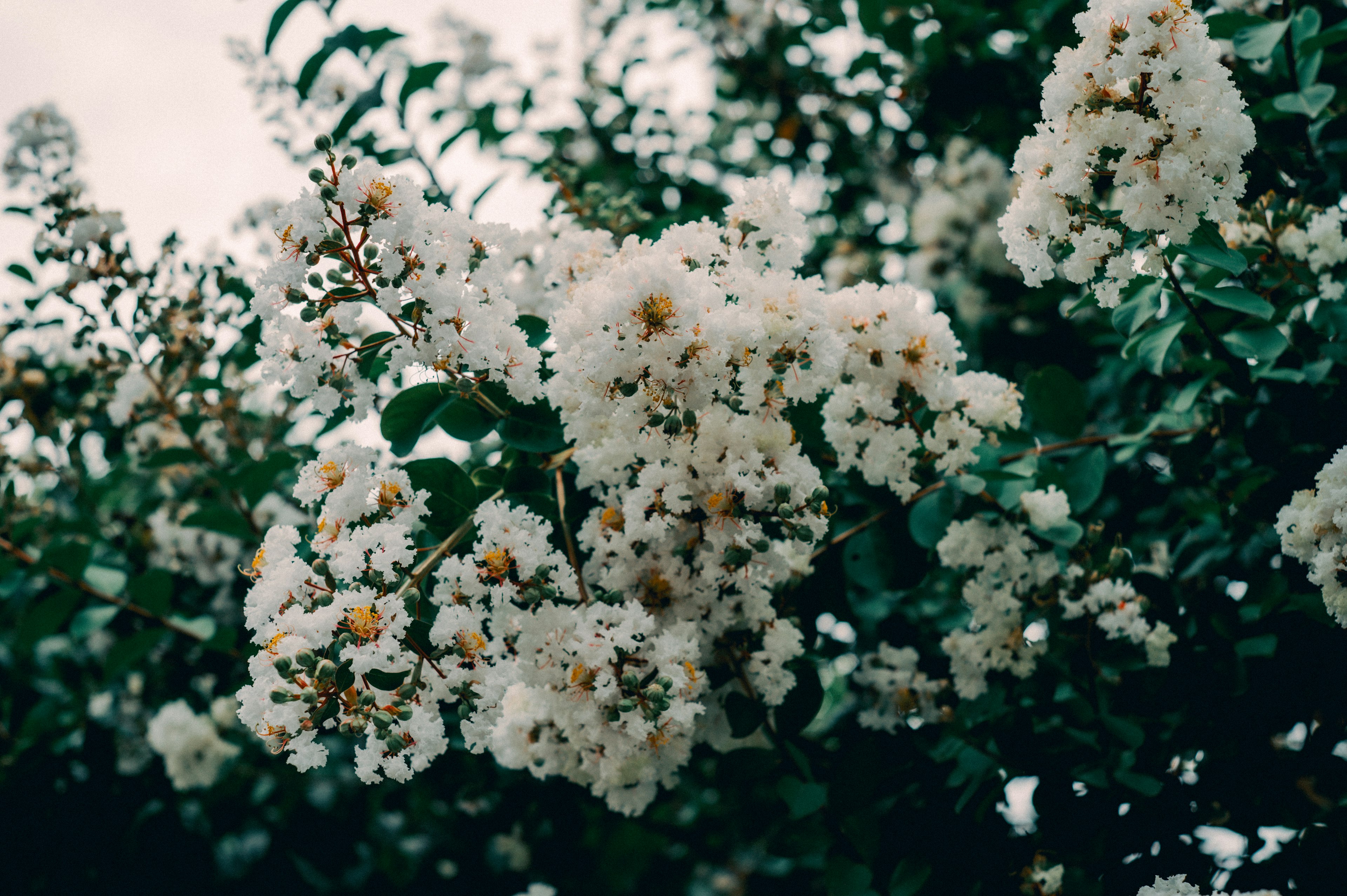 Primo piano di rami d'albero con fiori bianchi in fiore