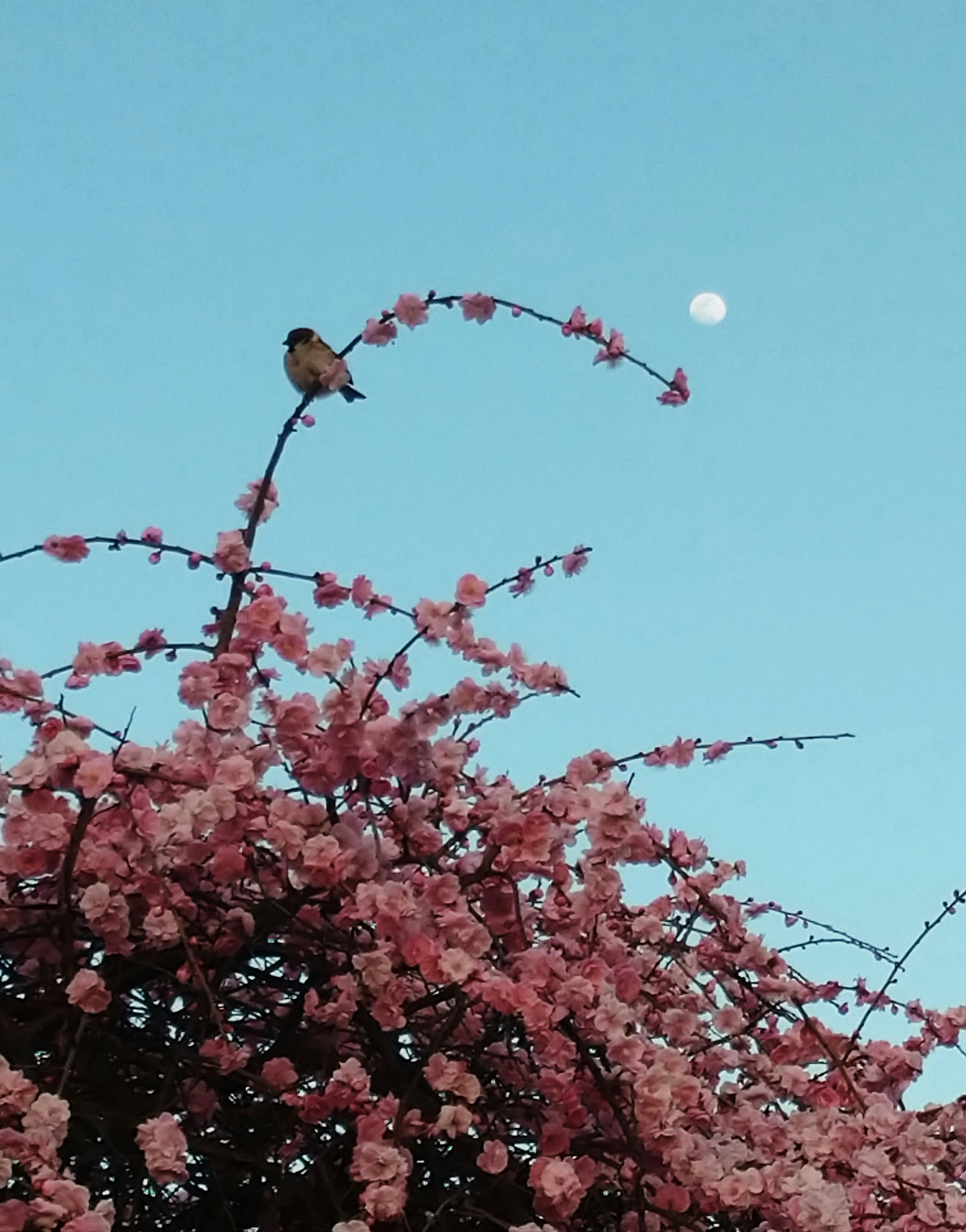 Burung bertengger di pohon sakura berbunga melawan langit biru dengan bulan