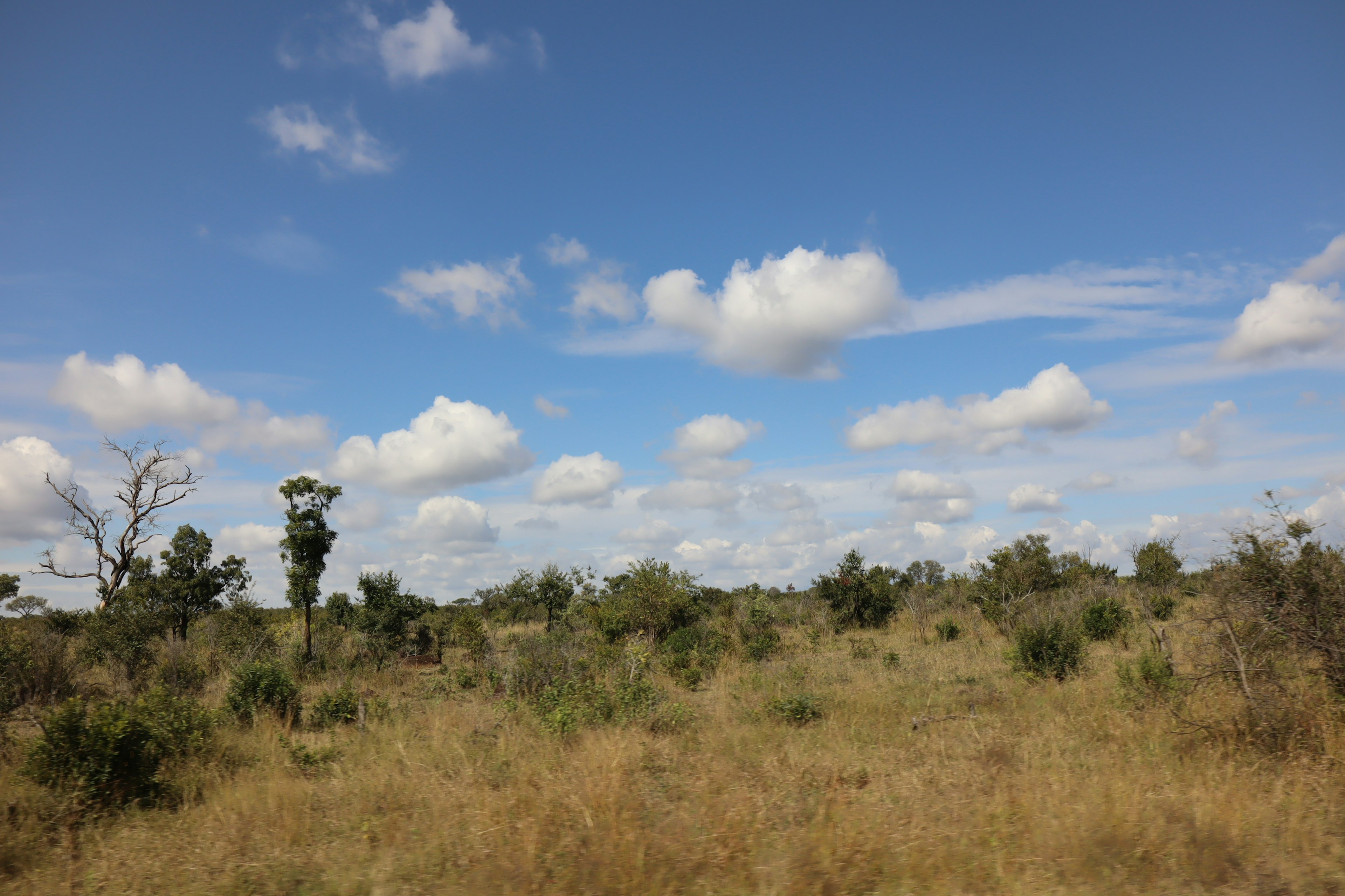 Paisaje abierto con cielo azul y nubes blancas