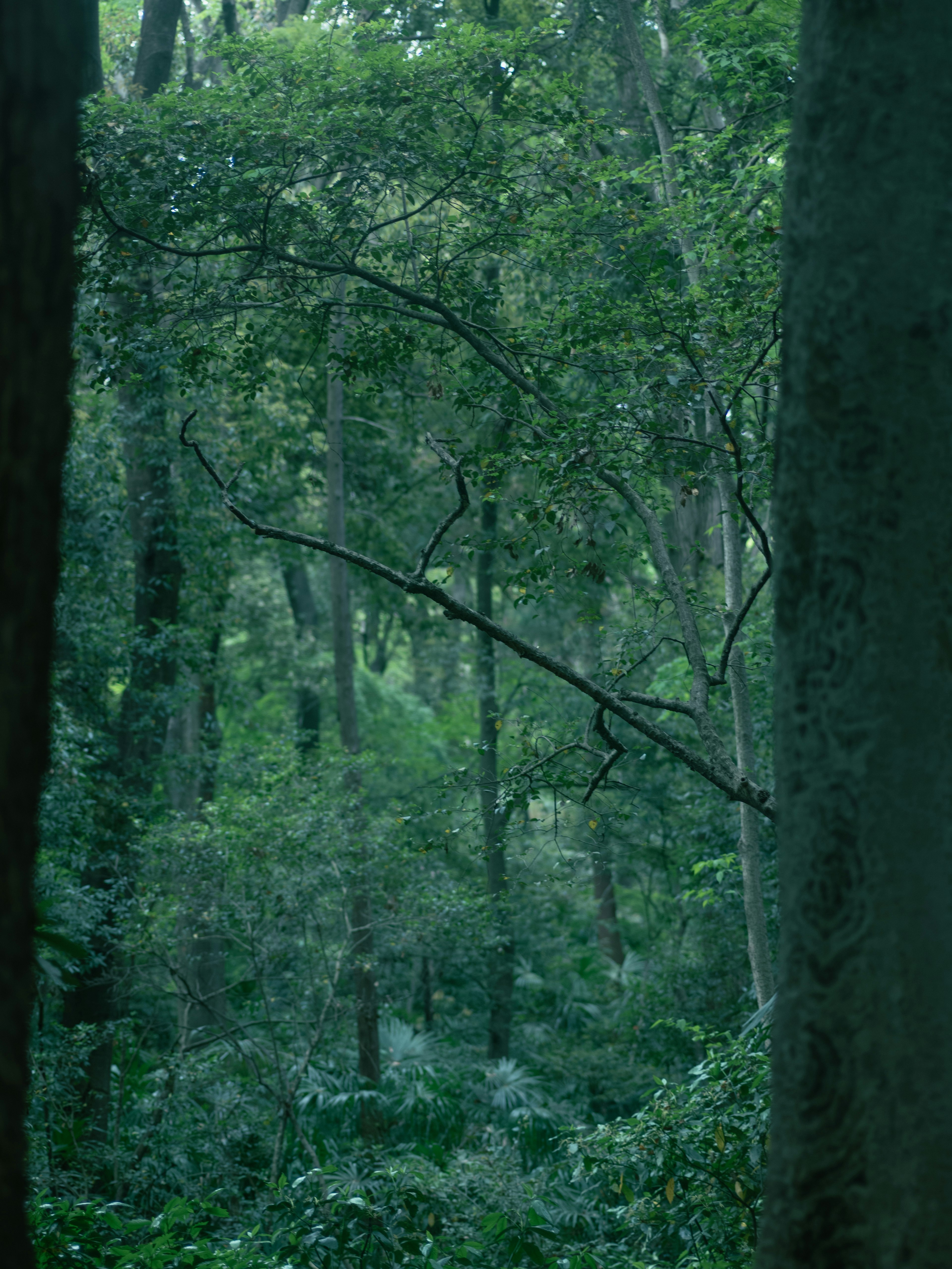 Paysage forestier verdoyant avec des arbres et du feuillage visibles