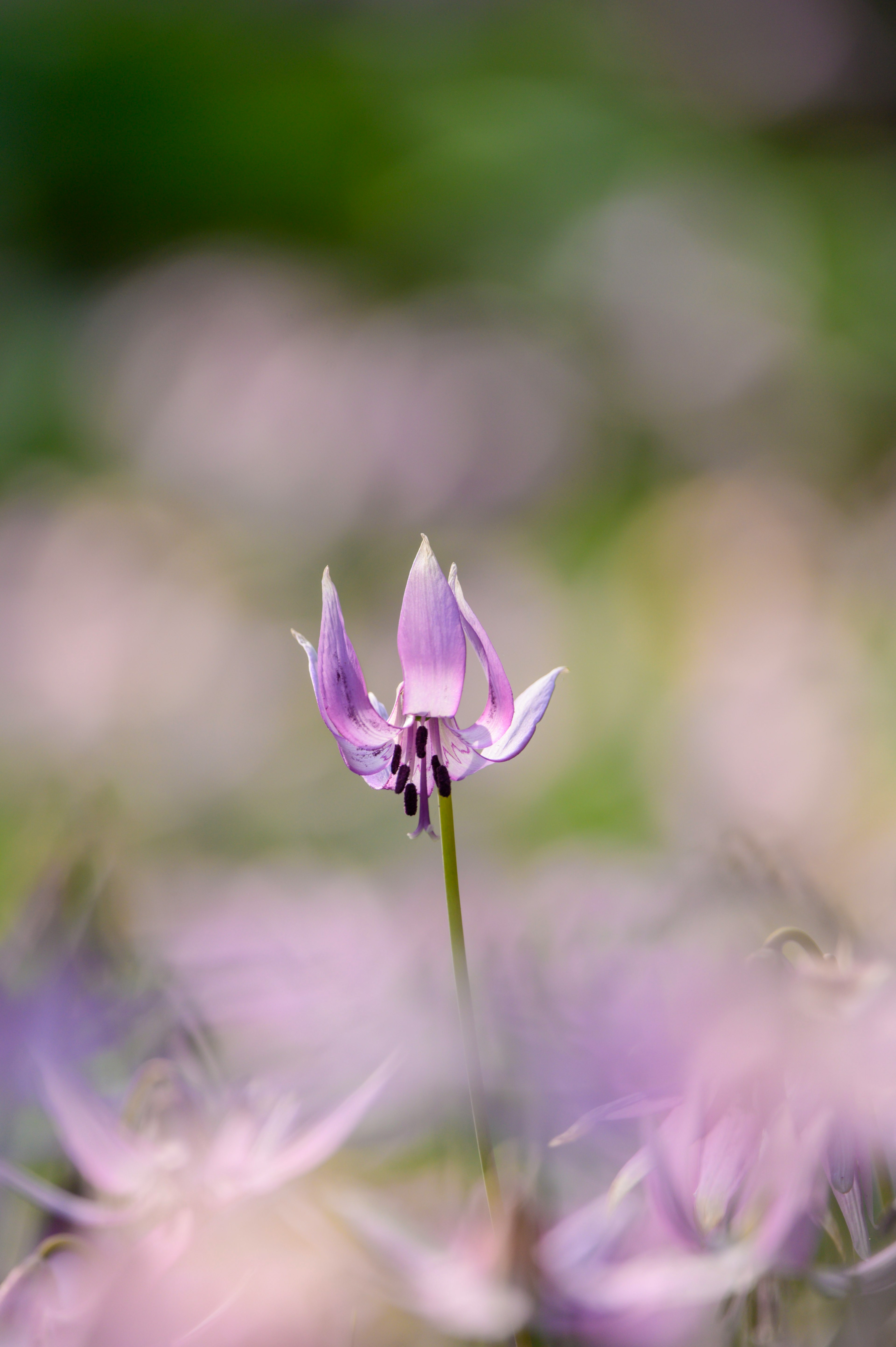 薄紫色の花がぼんやりとした背景の中で際立っている