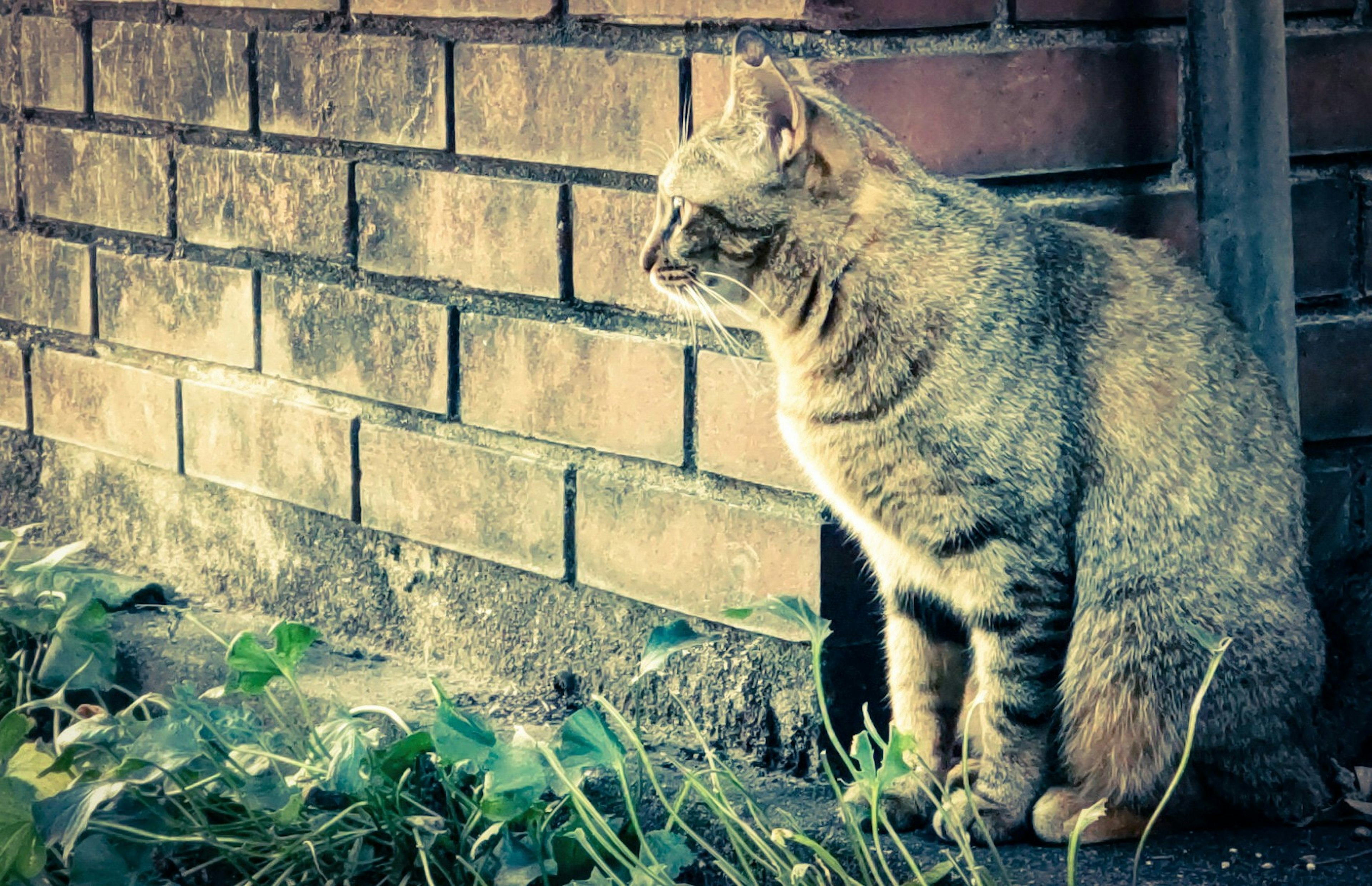 Gato marrón sentado junto a una pared de ladrillos