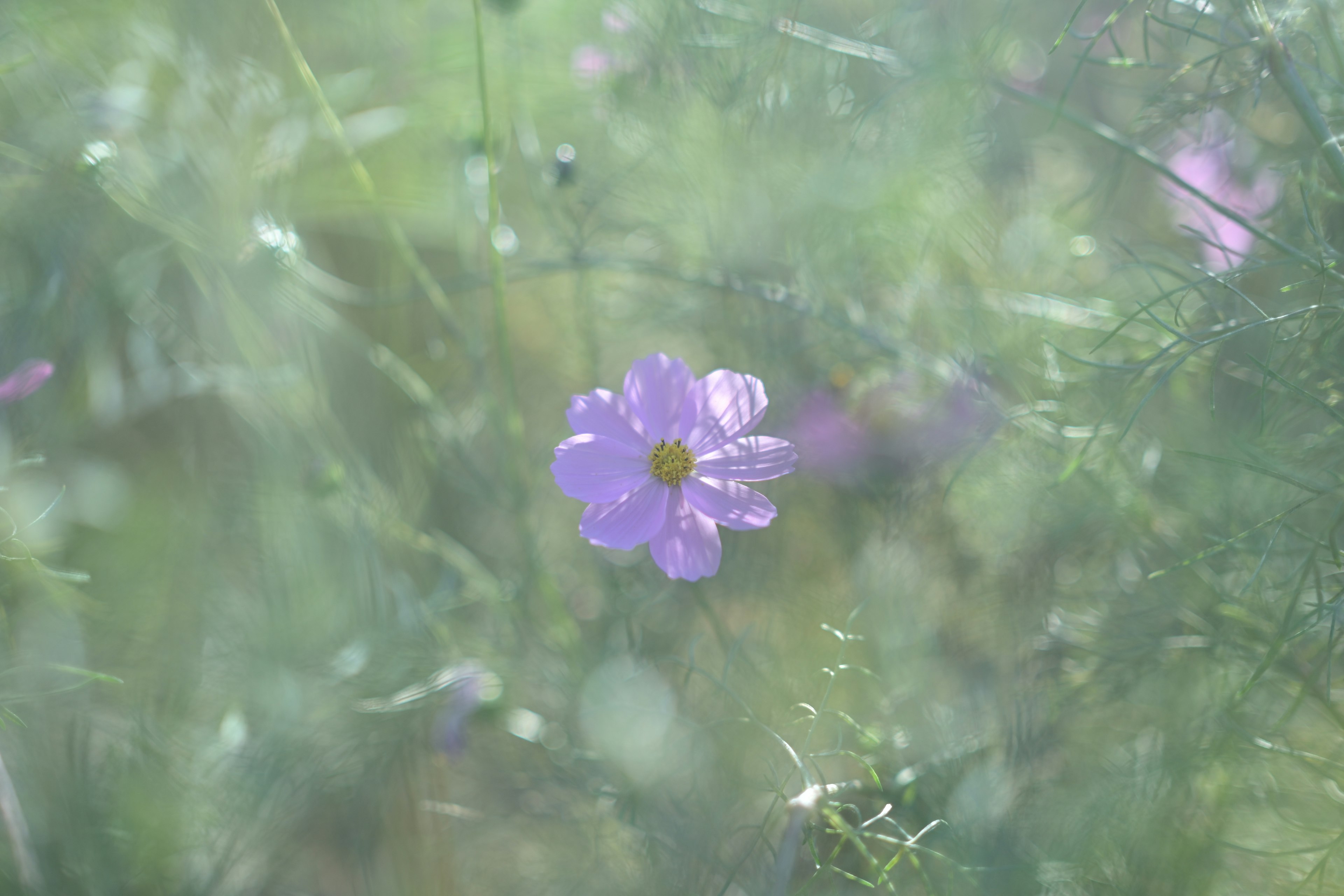 Une délicate fleur violette se détache sur un fond vert flou