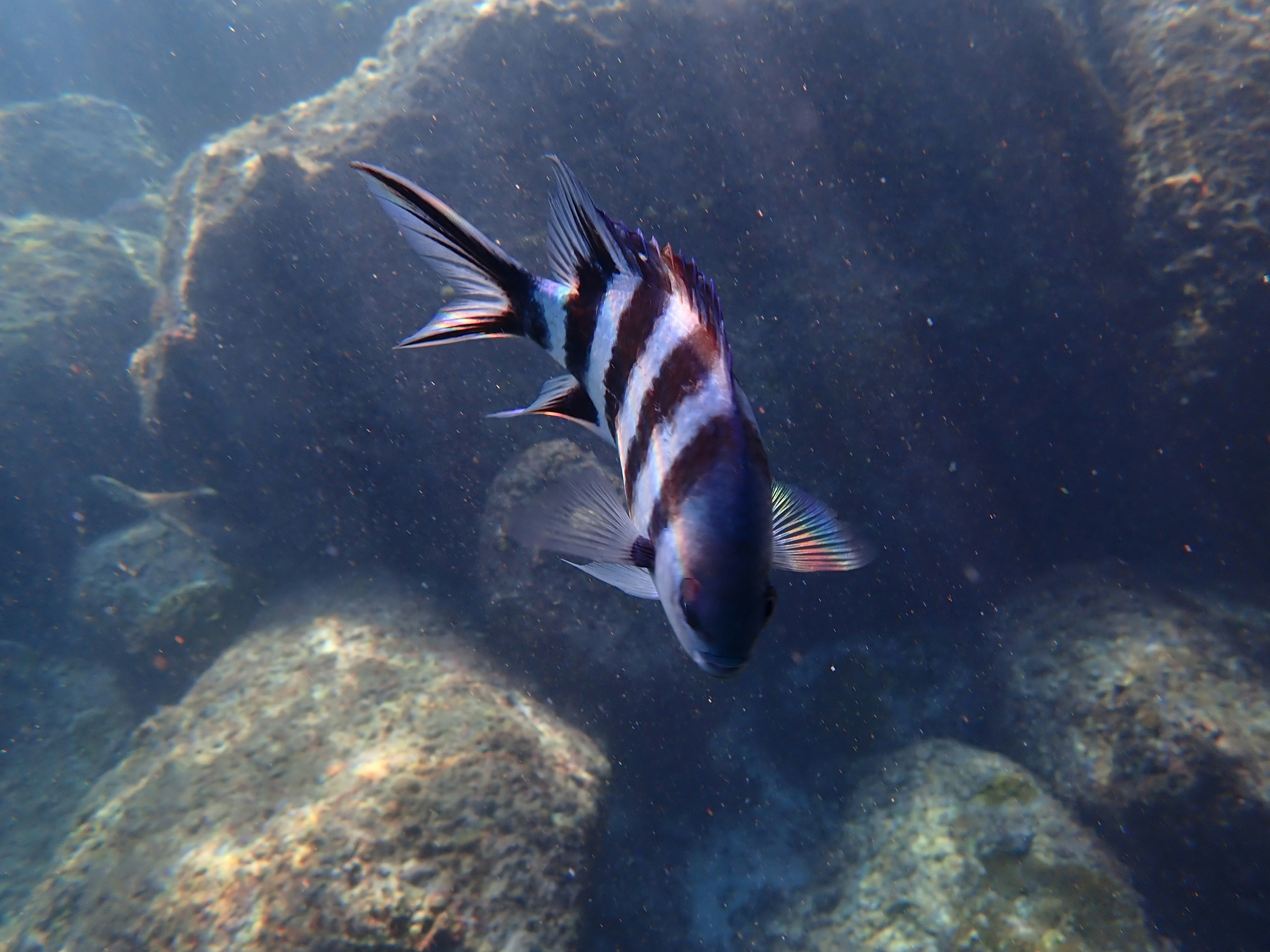 Pez rayado nadando en el agua cerca de las rocas