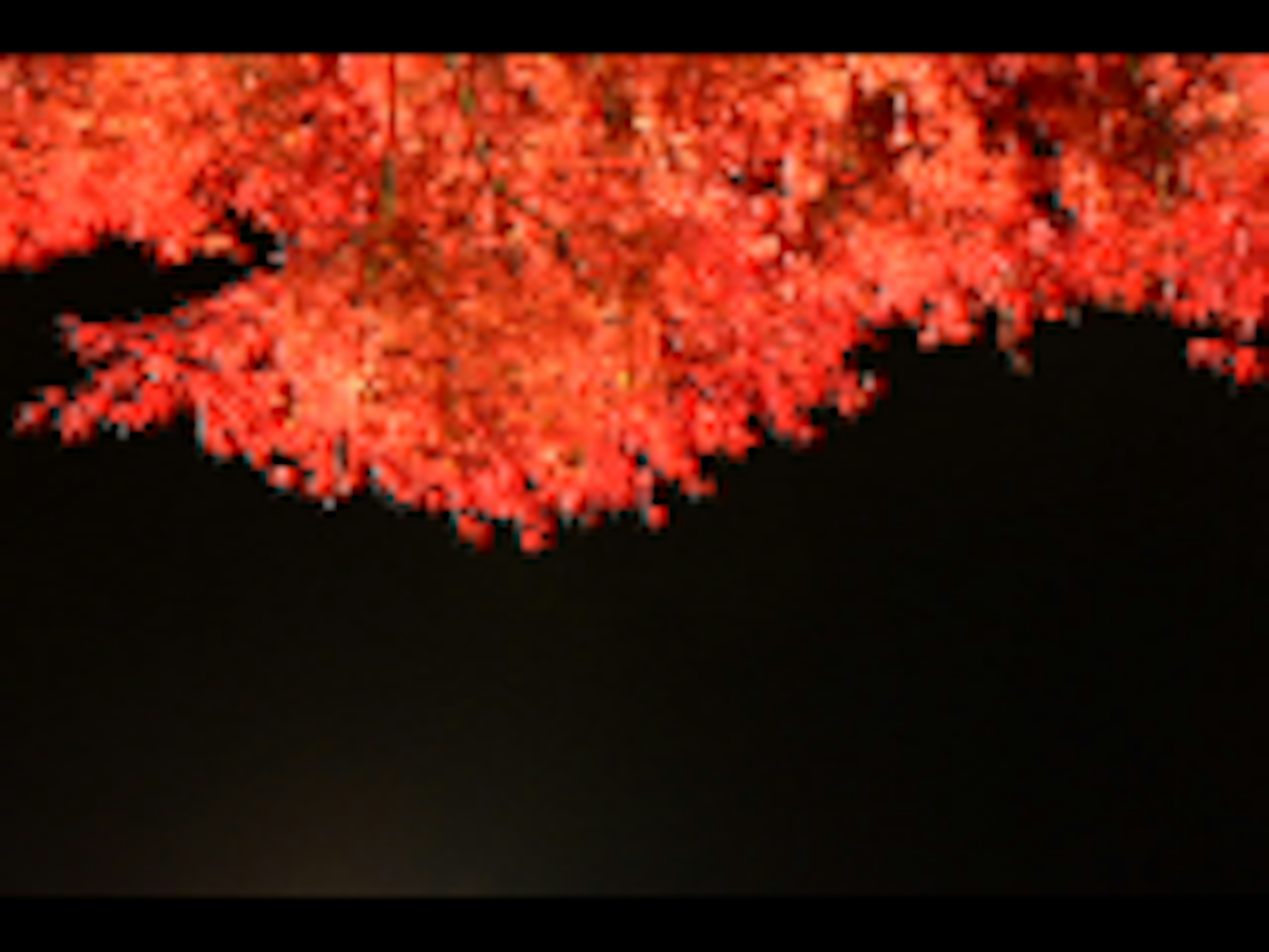 Vibrant red leaves against a dark background