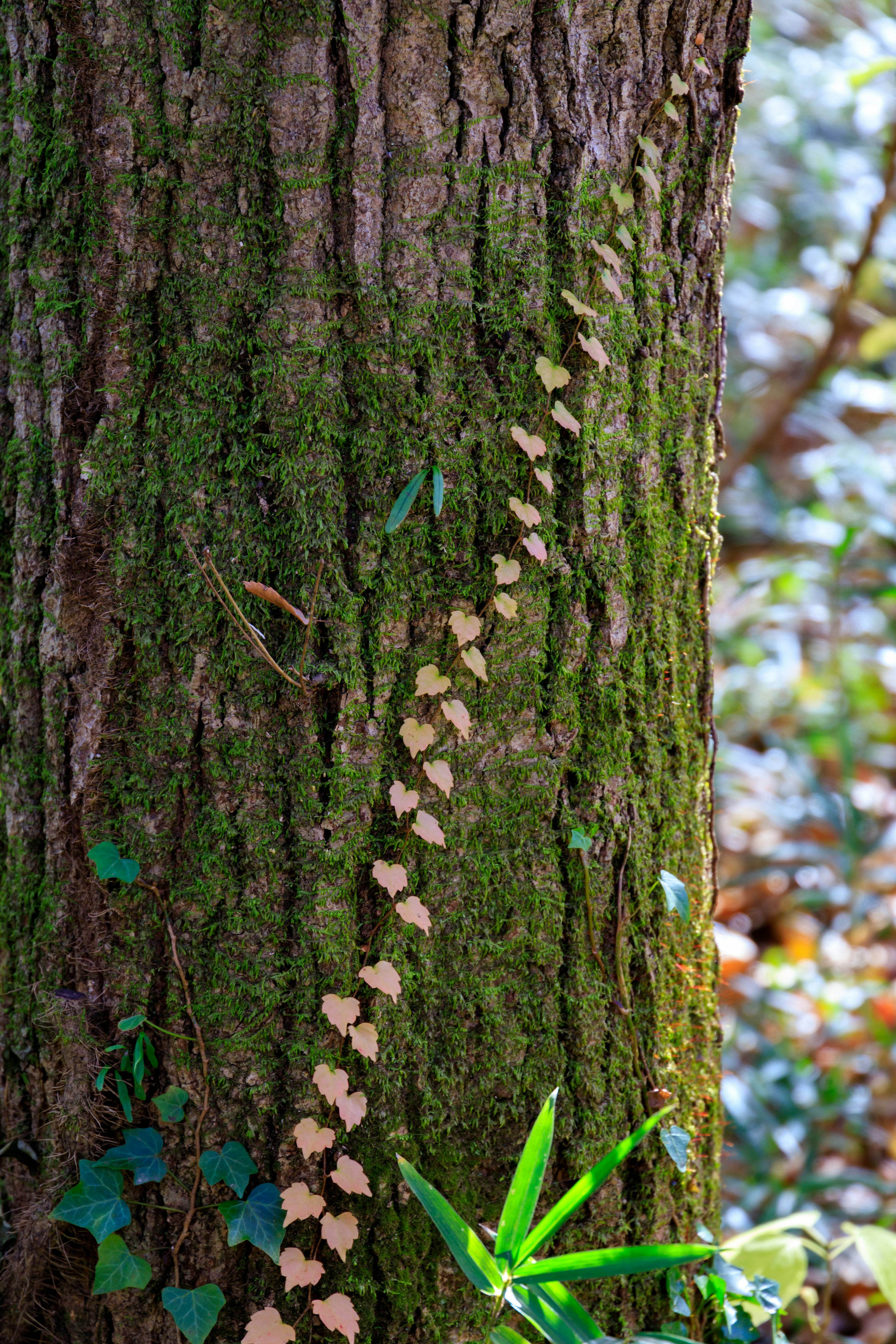 Moss-covered tree trunk with scattered leaves and green plants