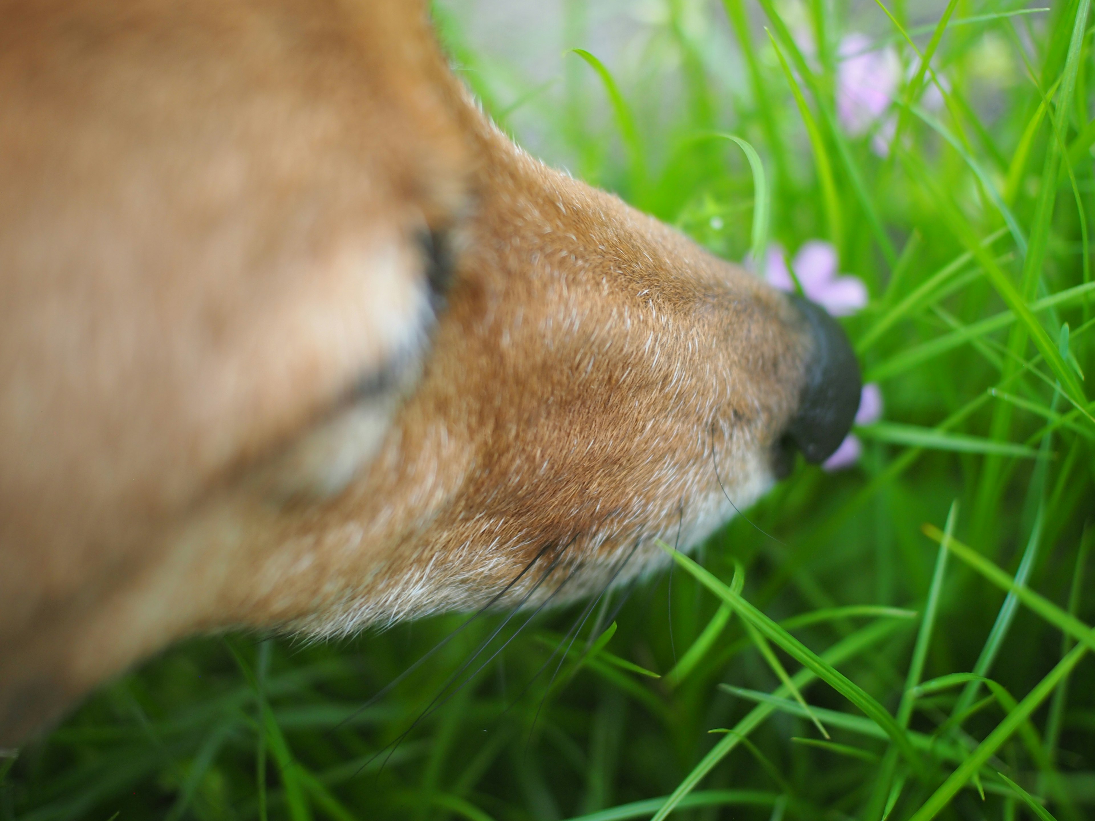 Dog sniffing a flower in the grass