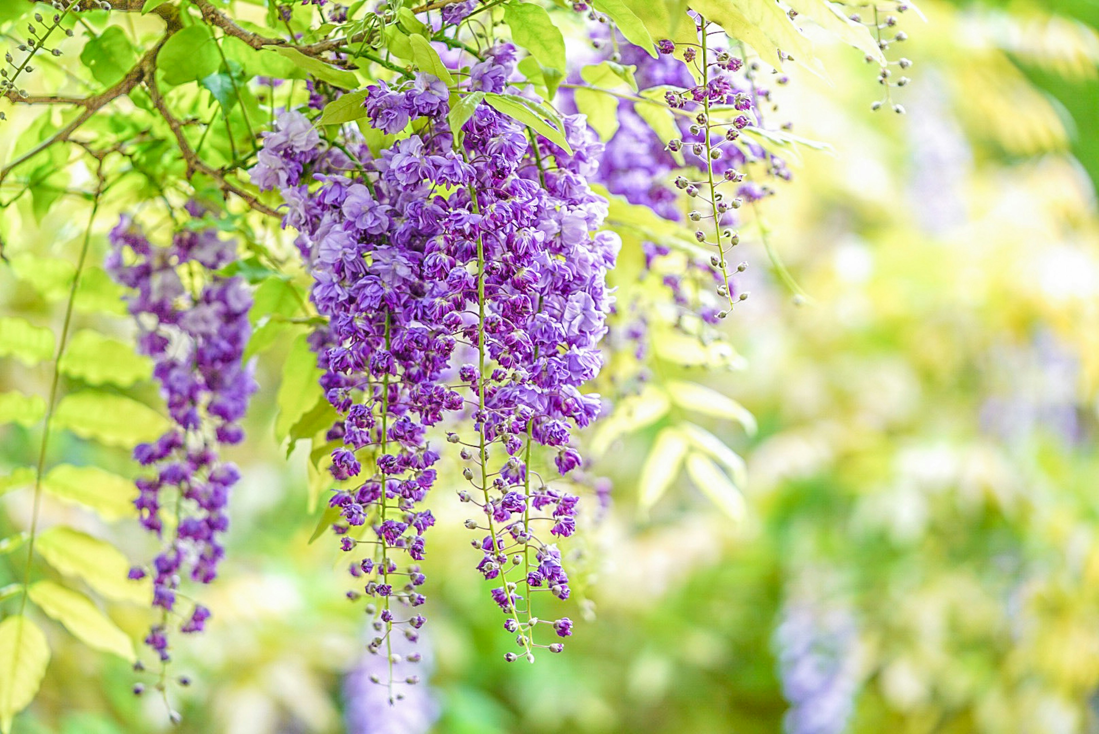 Gugusan bunga ungu wisteria menggantung anggun dengan daun hijau di latar belakang