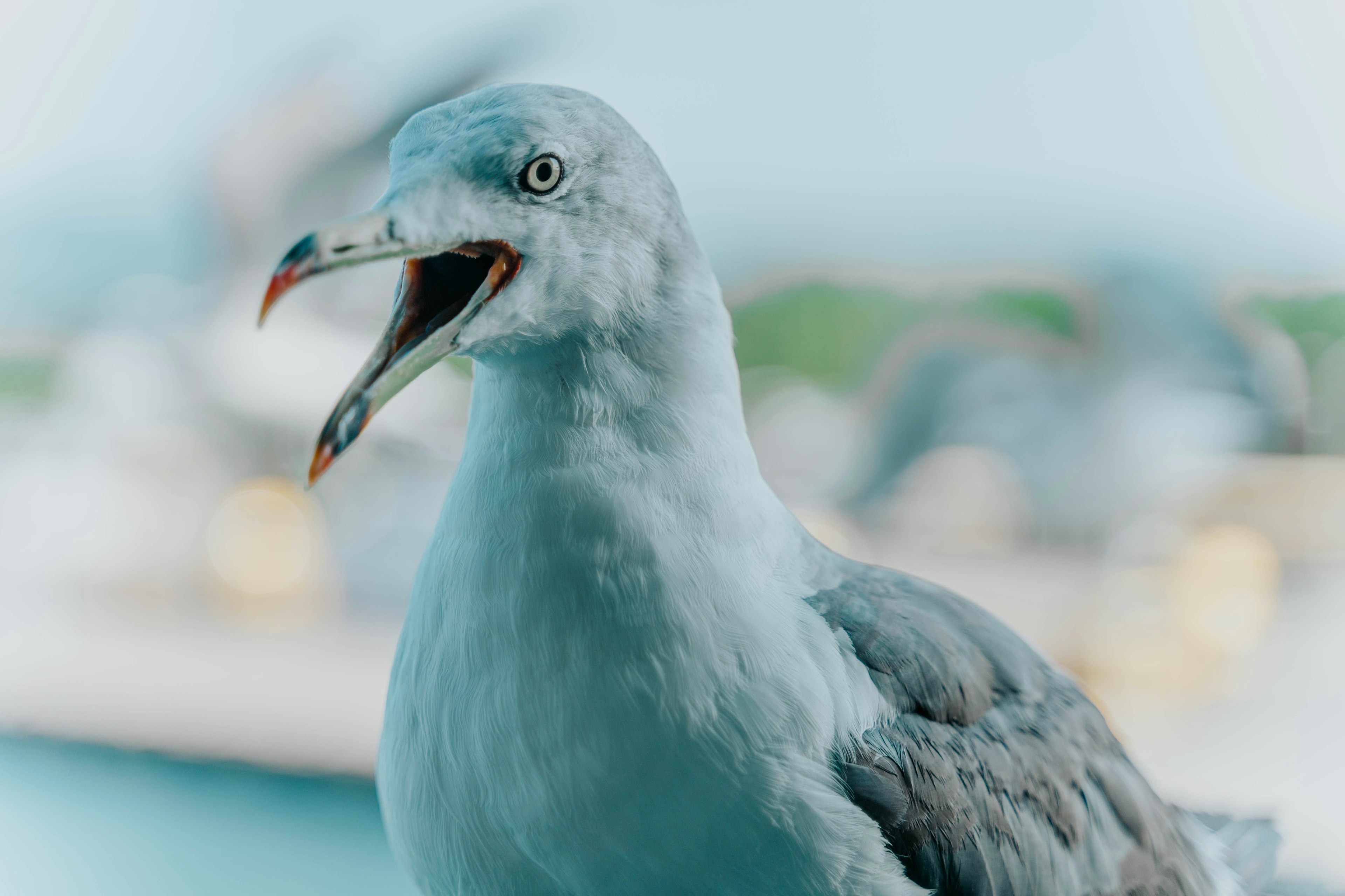 A seagull with a blue background is opening its beak