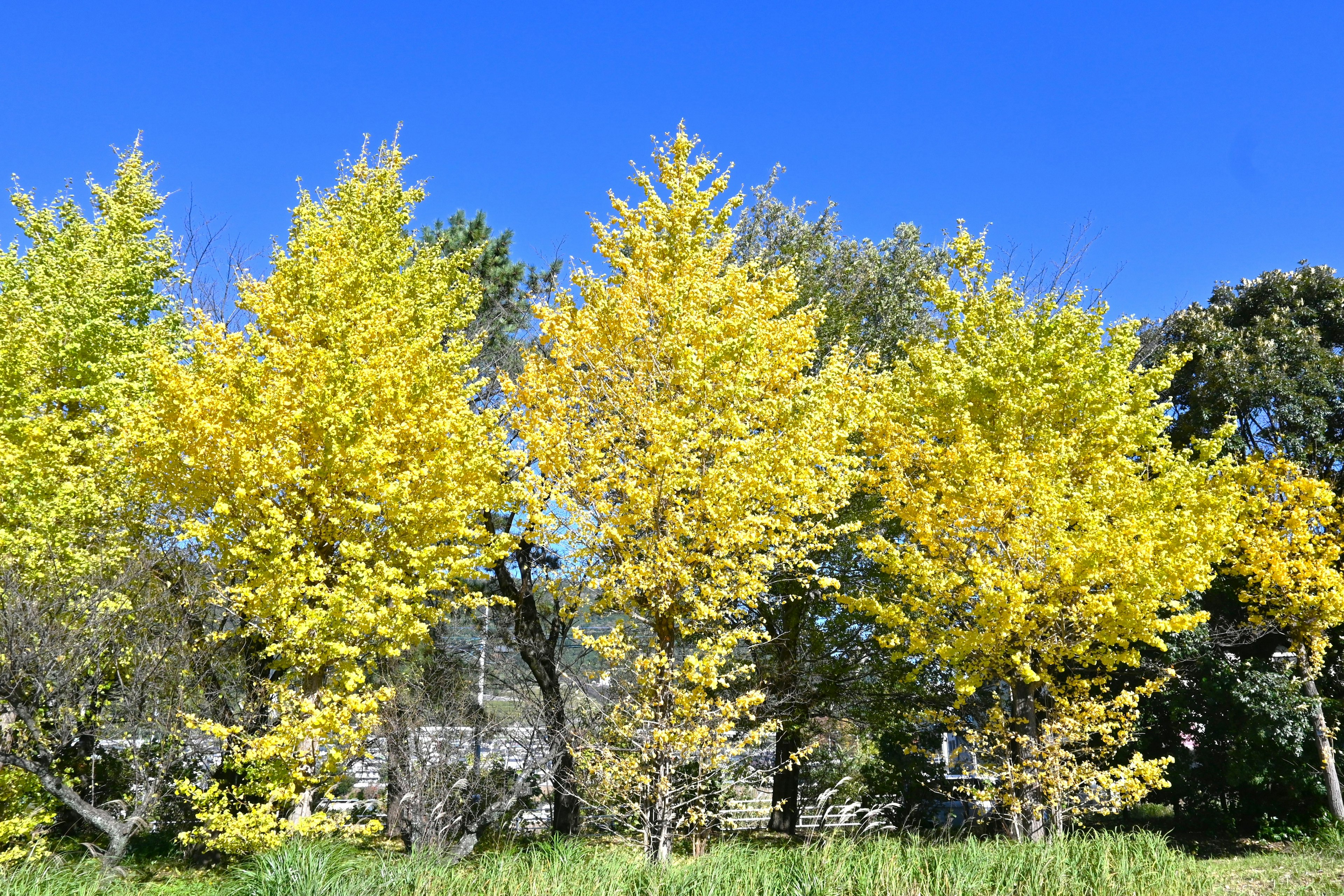 Leuchtend gelbe Ginkgo-Bäume unter einem klaren blauen Himmel