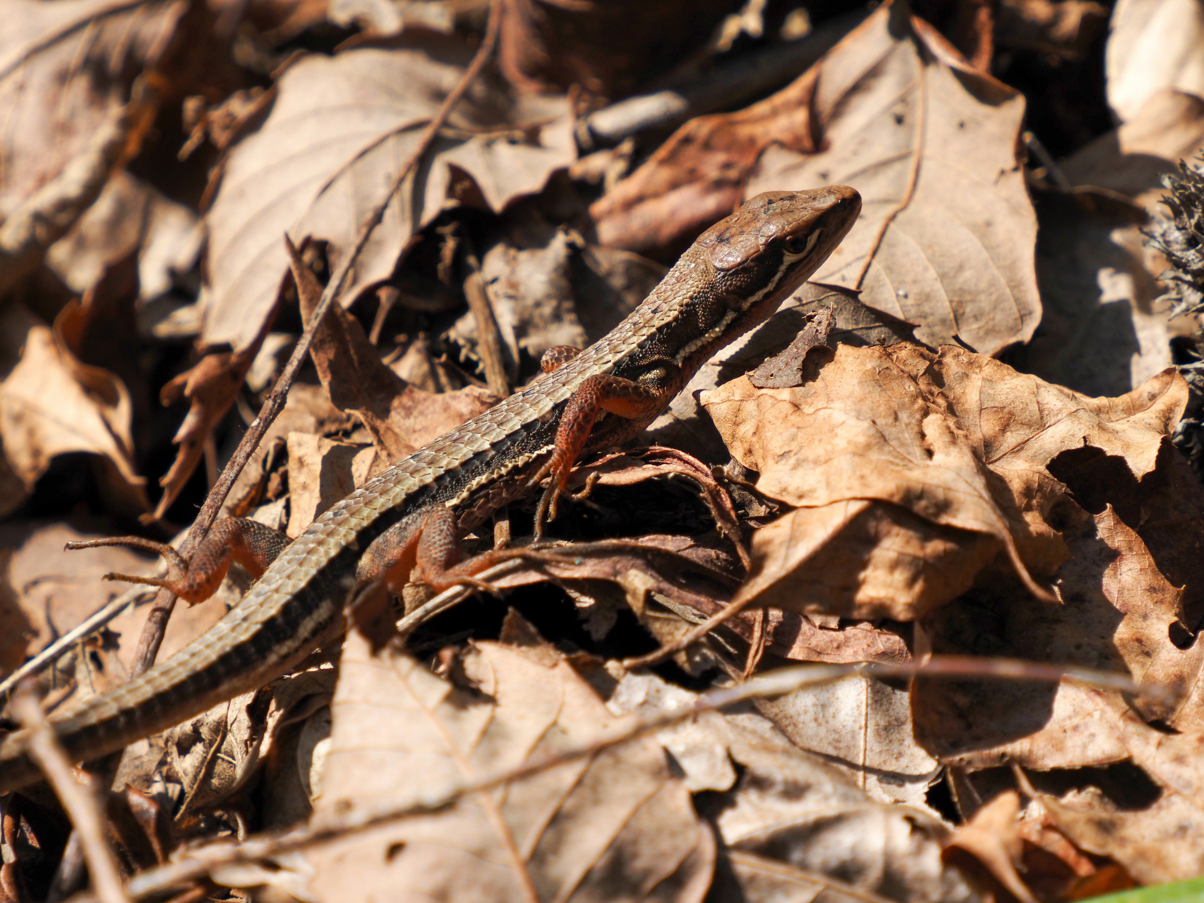 A small lizard on a bed of dried leaves