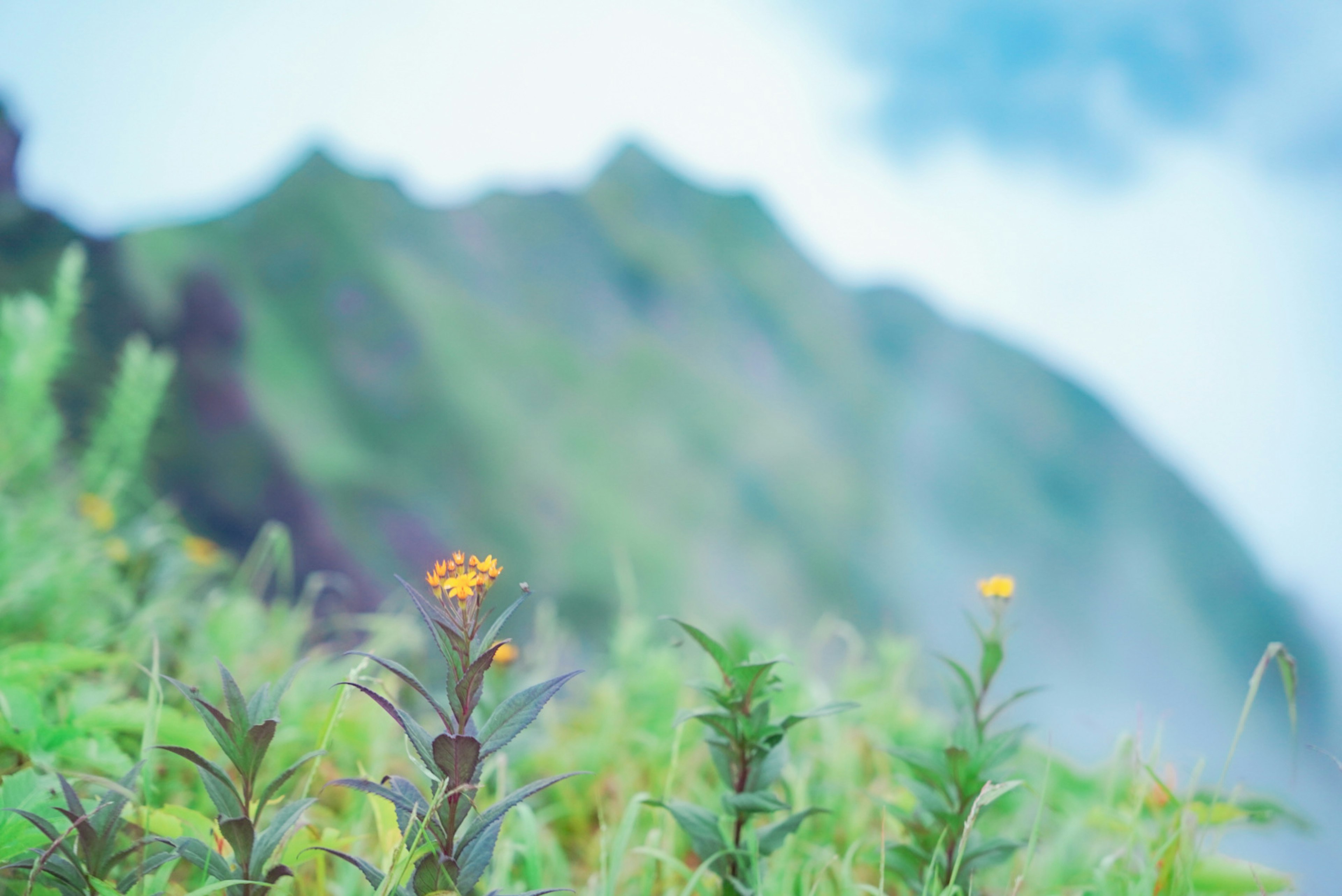 霧の中の山と黄色い花が咲く風景