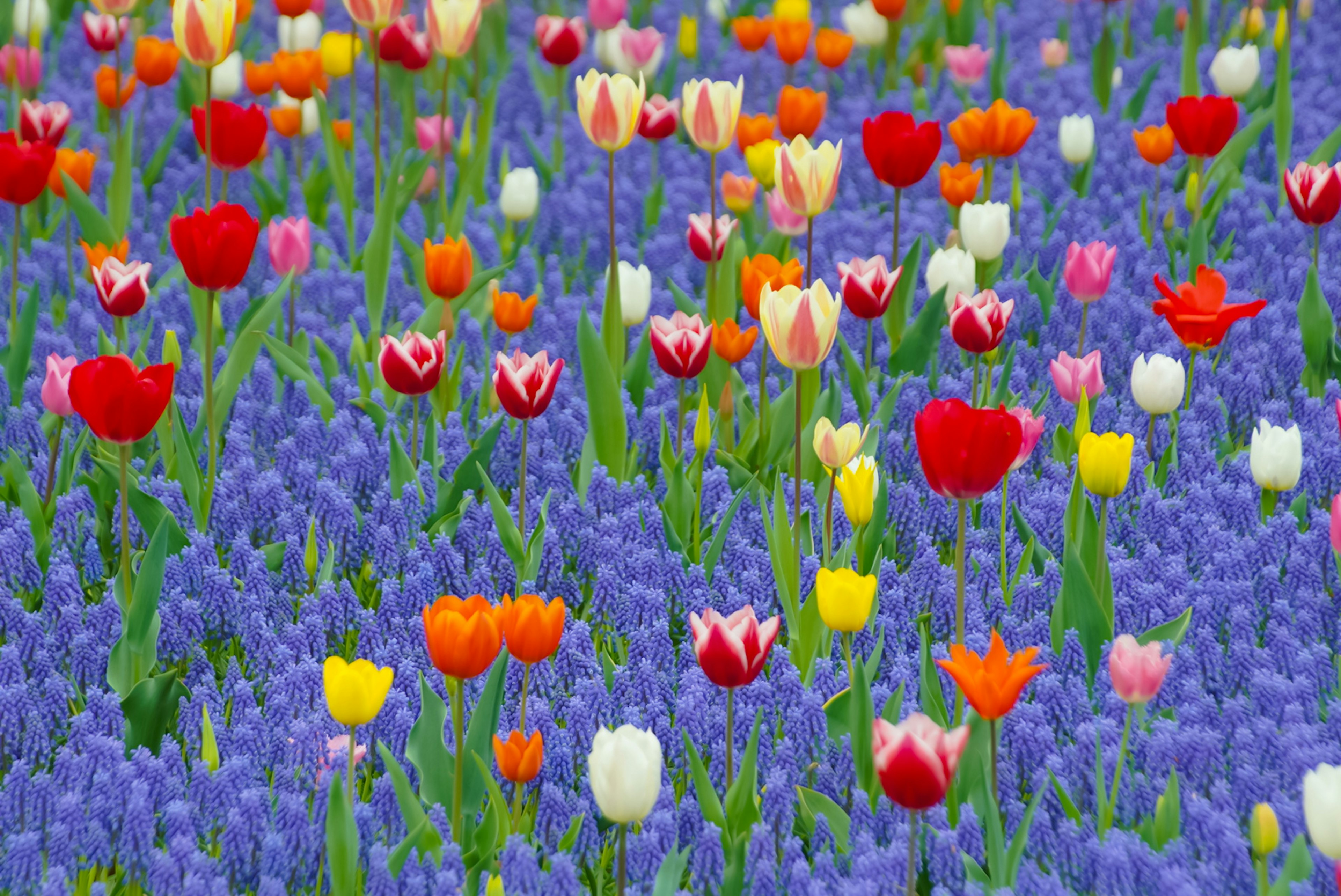 色とりどりのチューリップとムスカリが咲く花畑