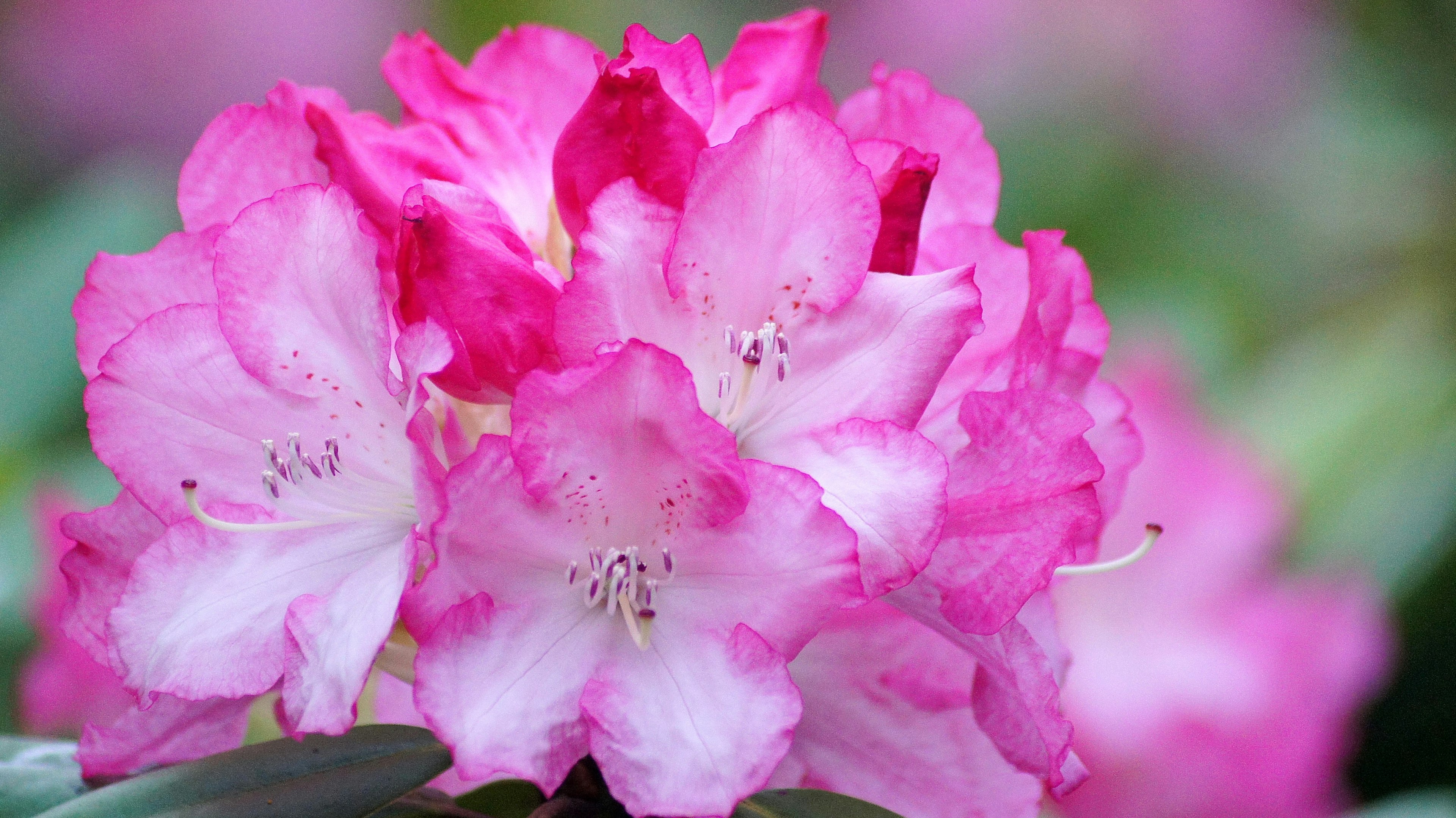 Kedekatan bunga rhododendron merah muda yang cerah