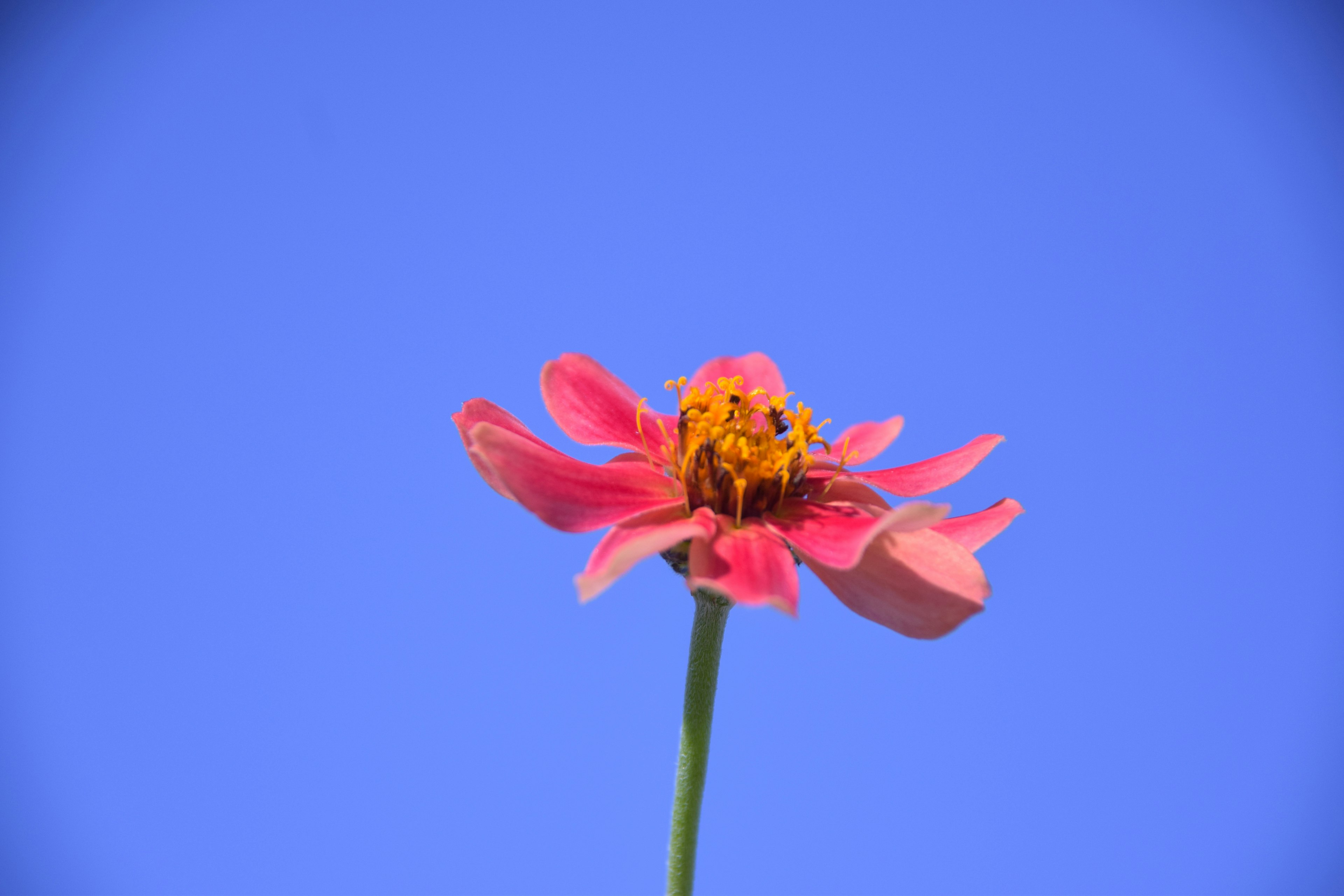 Nahaufnahme einer rosa Blume vor blauem Himmel