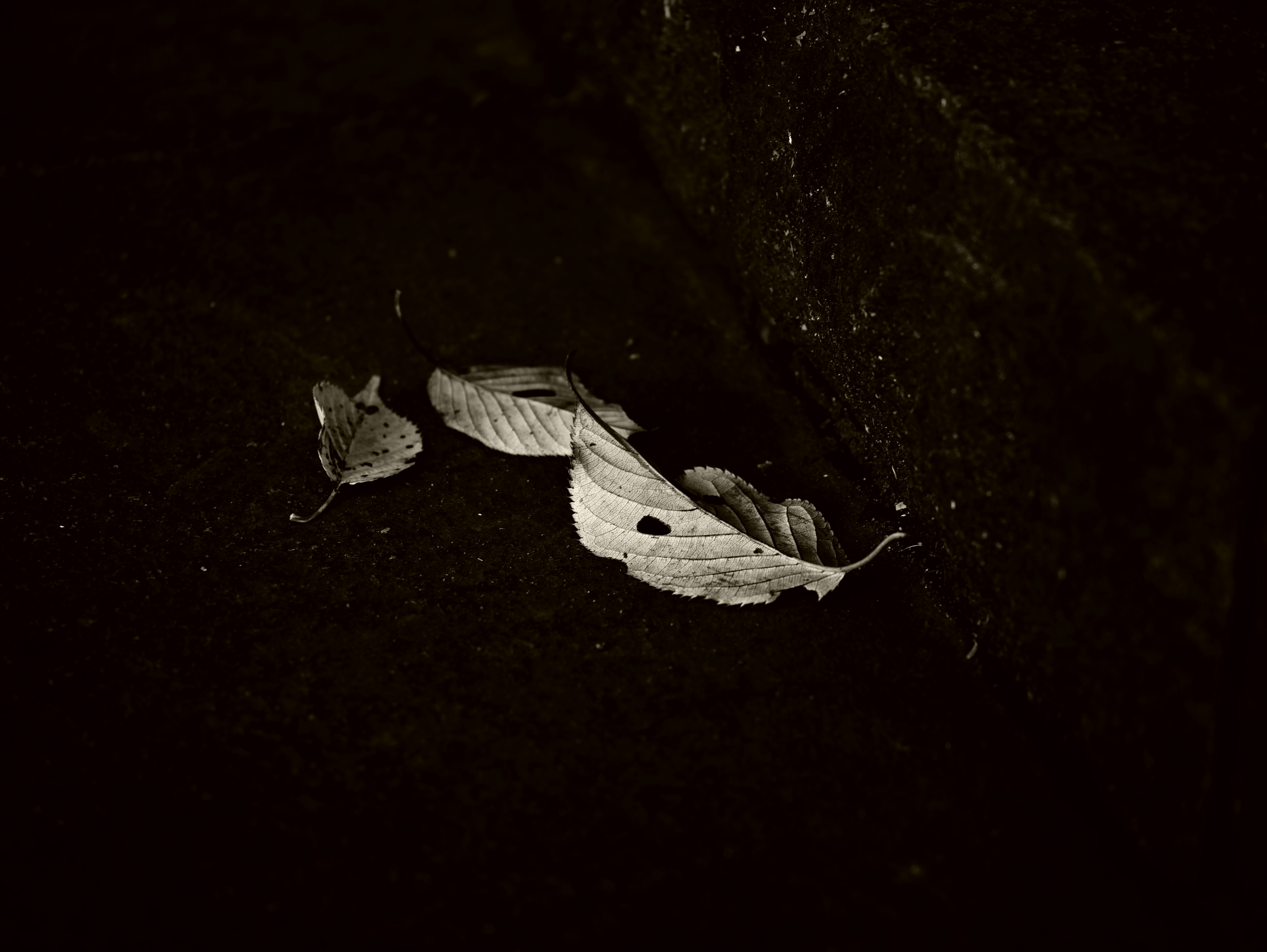 A cluster of fallen leaves on a dark surface