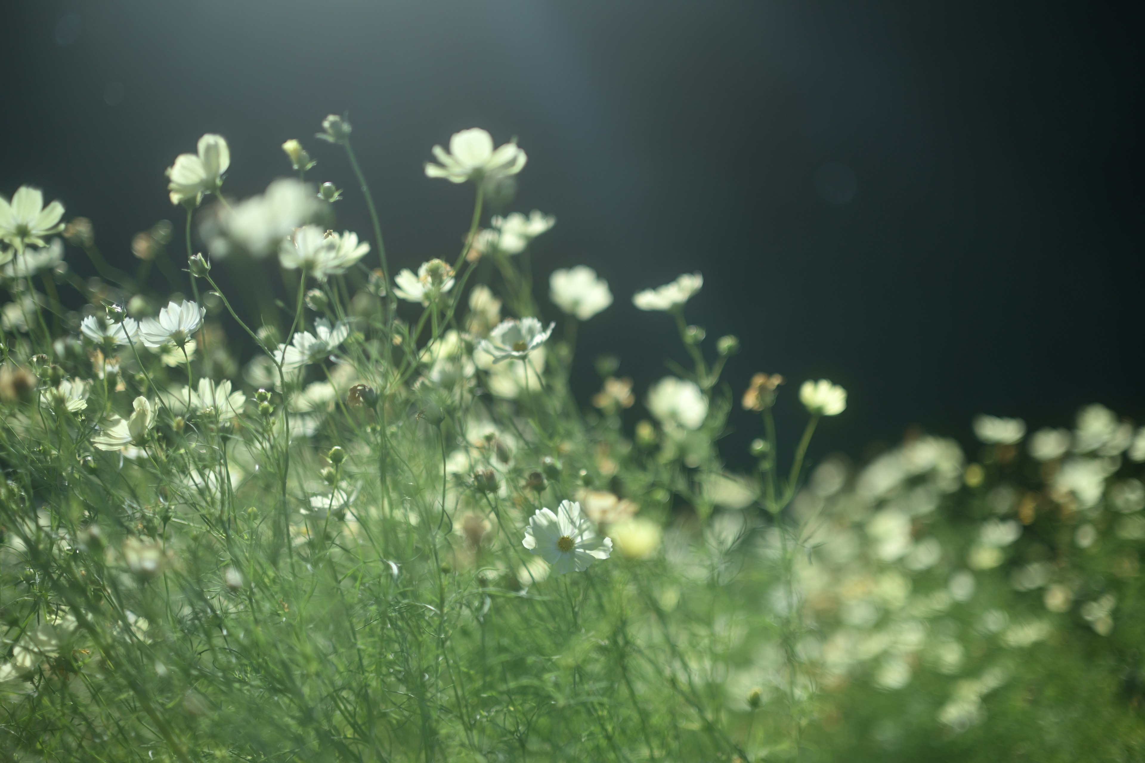 Field of white flowers in a green meadow