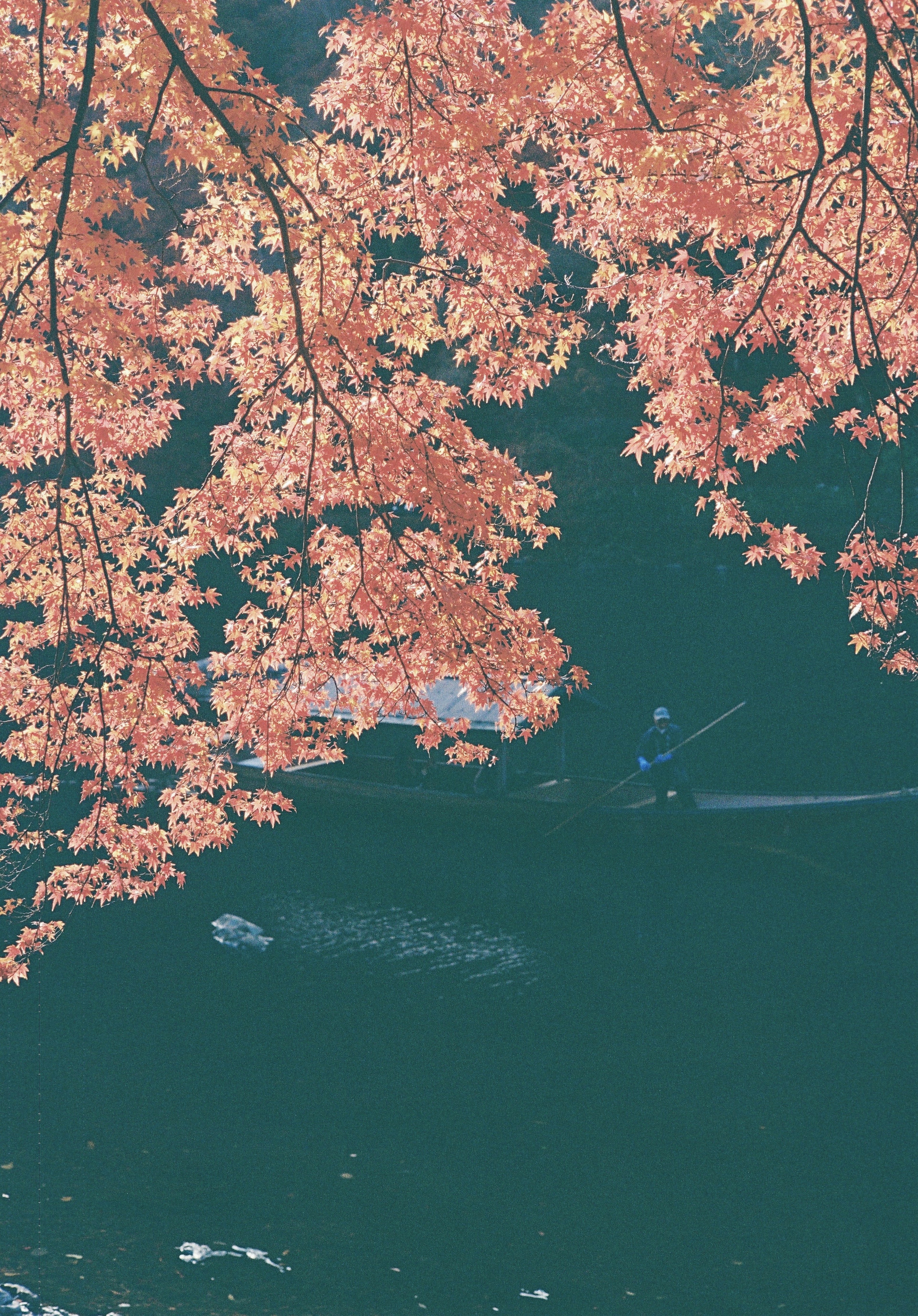 樱花在水面上反射的美丽风景