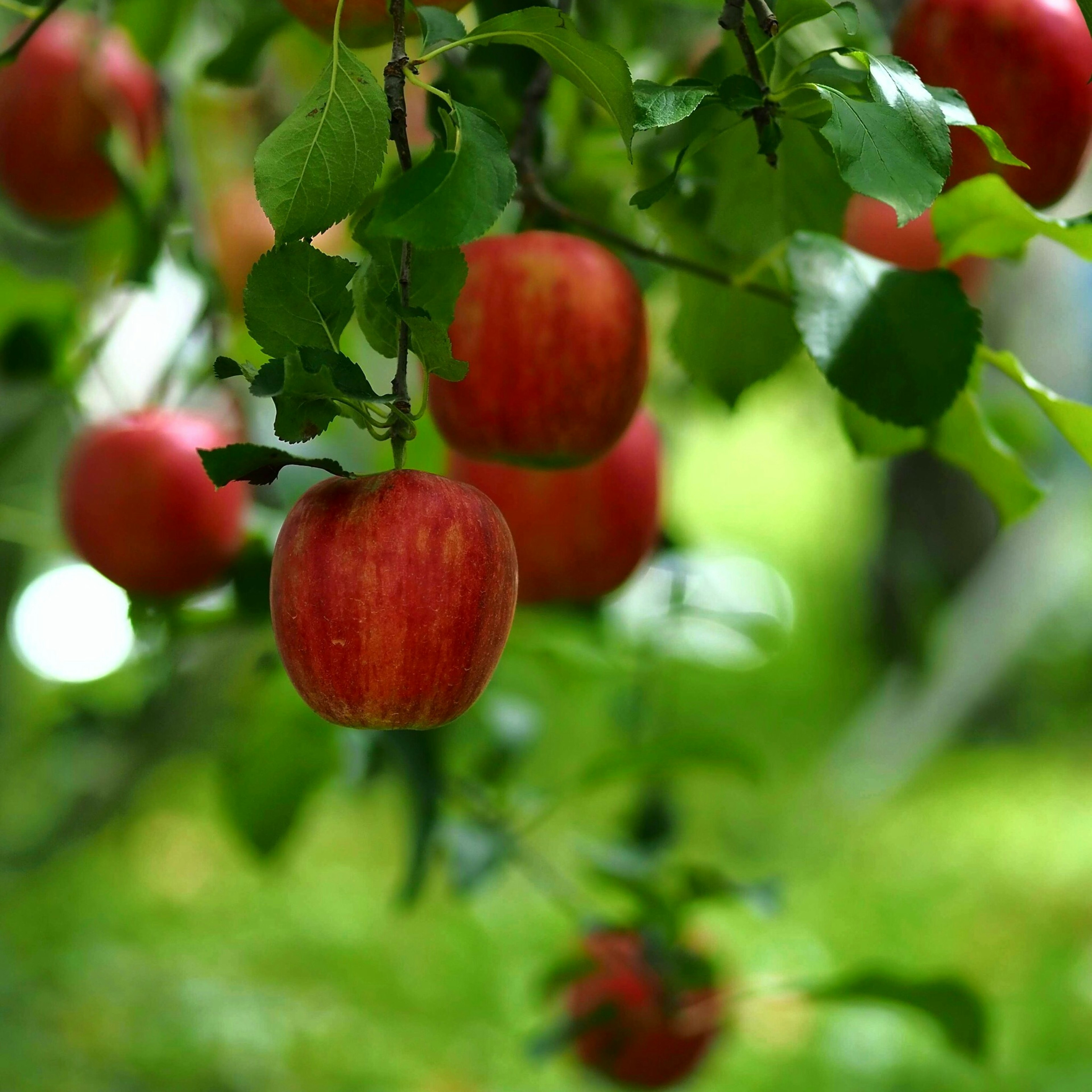 Rote Äpfel hängen zwischen grünen Blättern an einem Baum