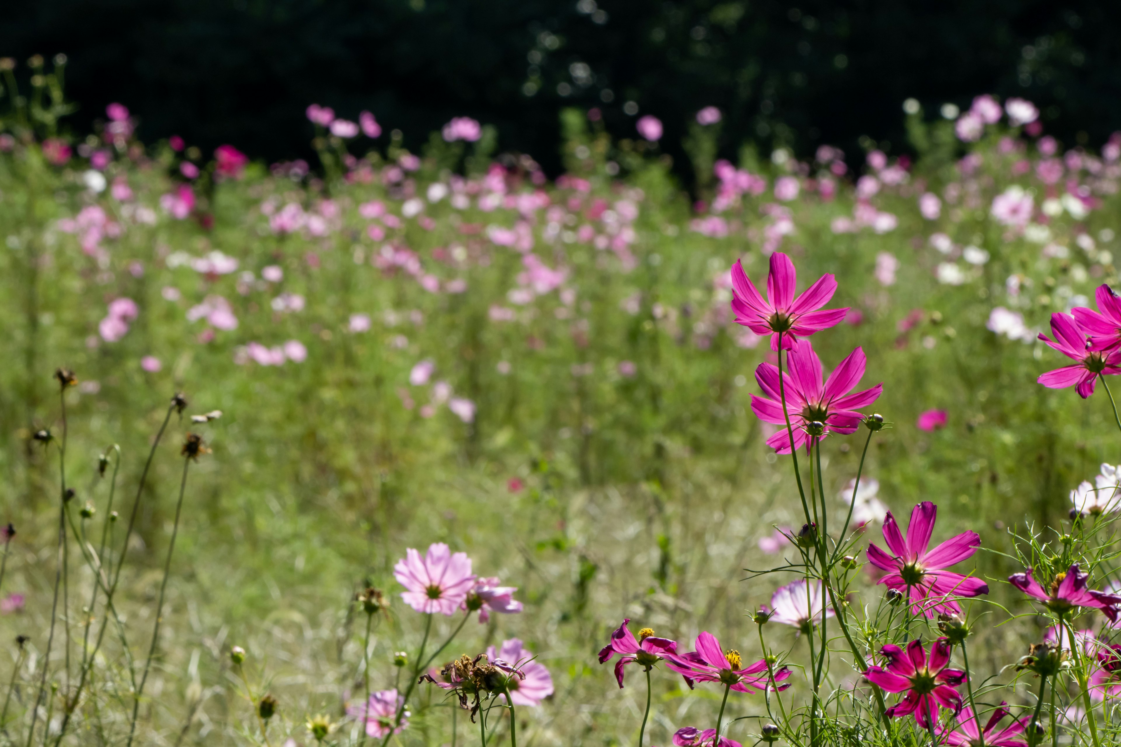 Ein Feld voller bunter Kosmosblumen in voller Blüte