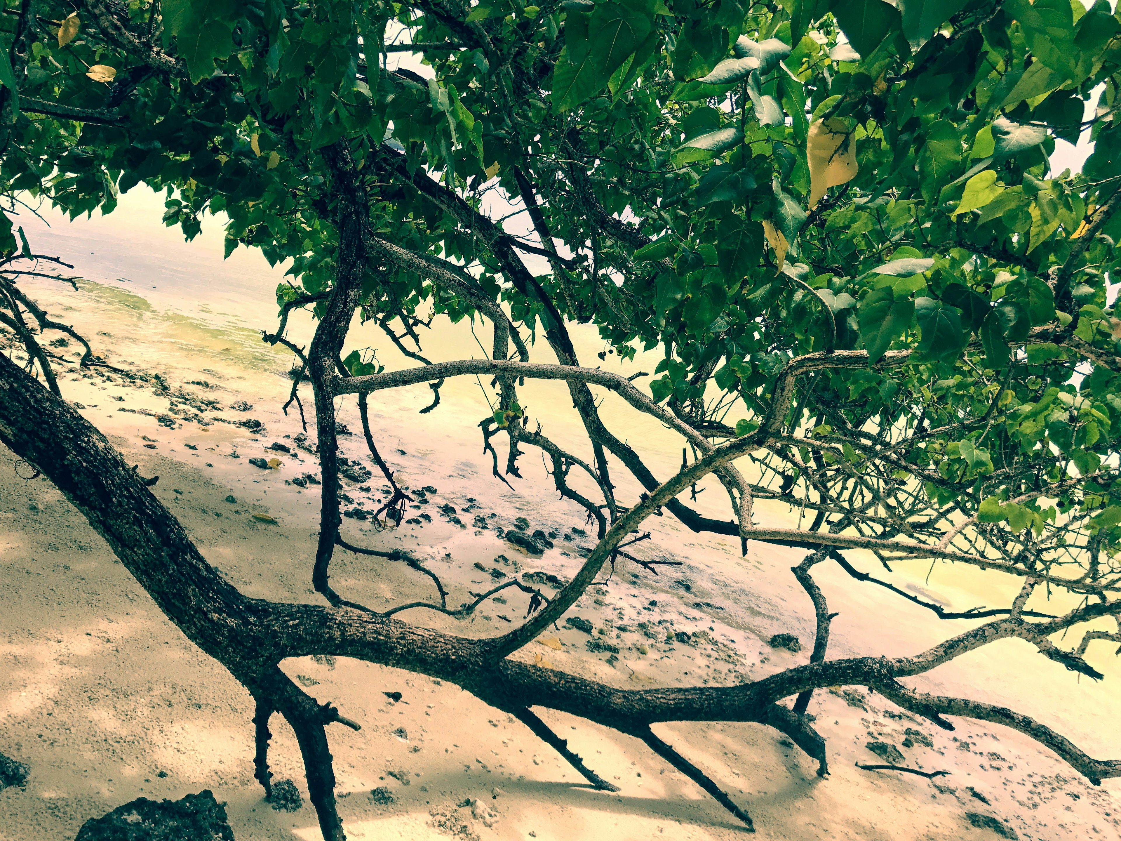 Branching tree limbs over sandy beach