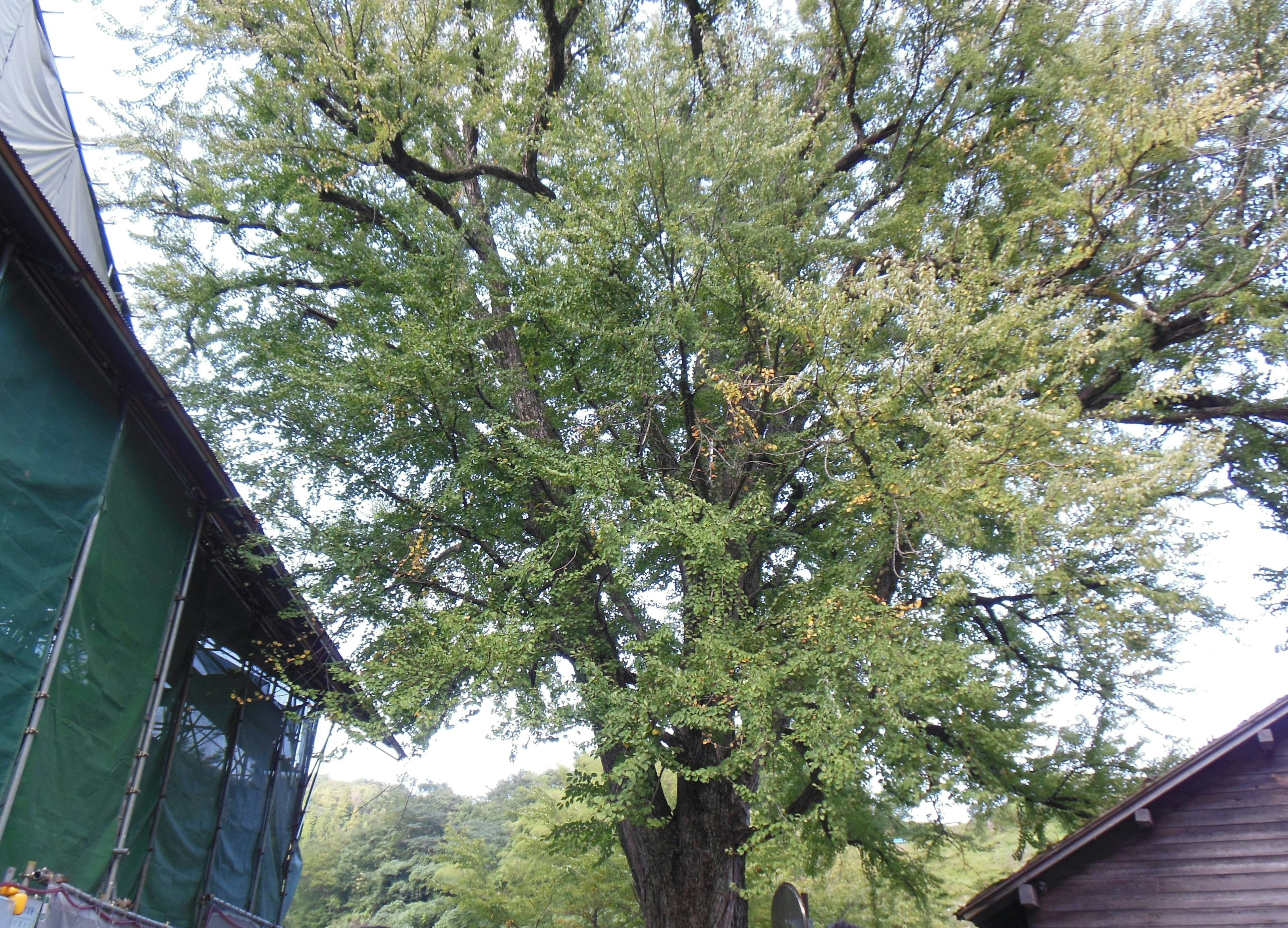 A large green tree in a landscape with a netted building on the left and a shed on the right