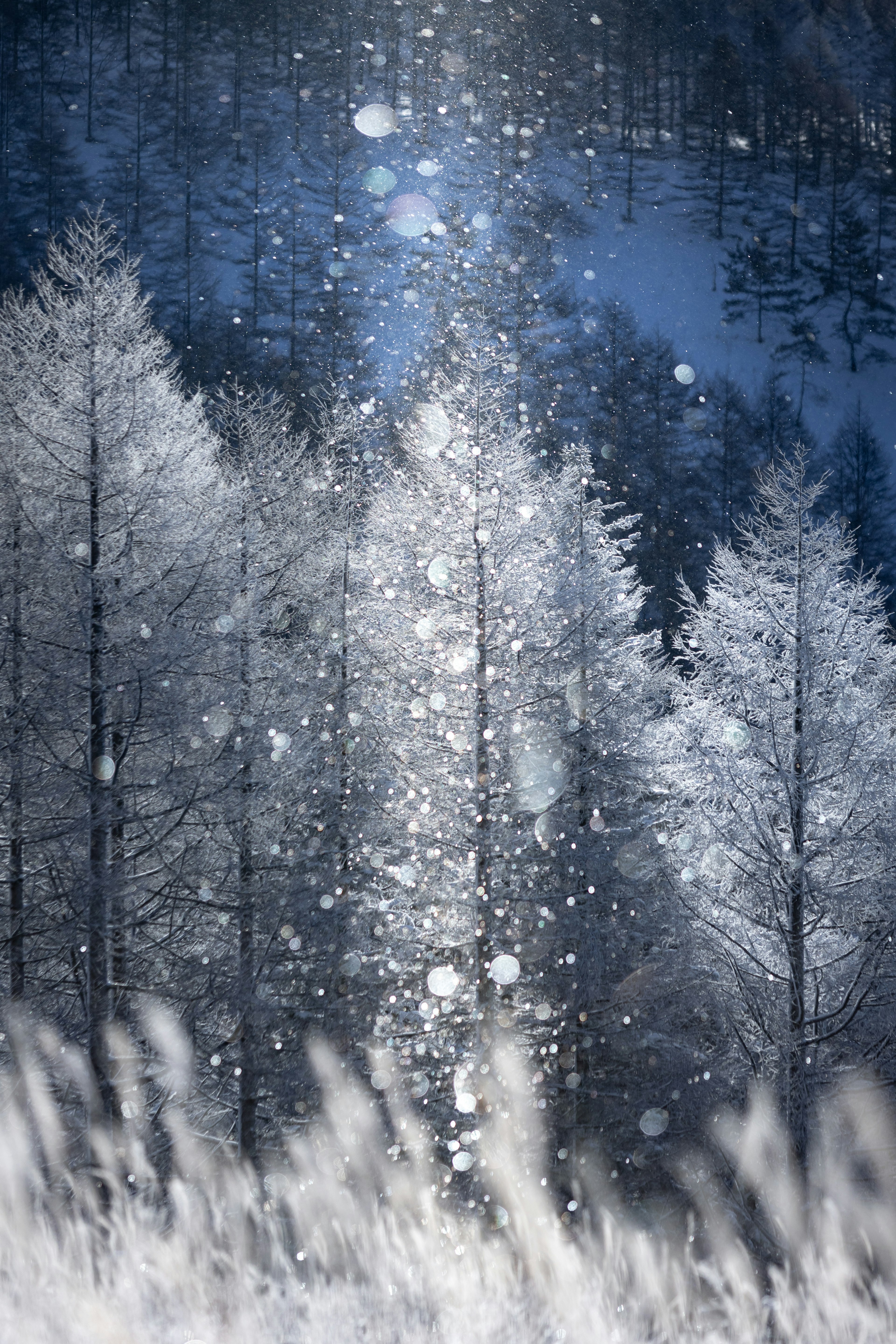 雪の降る冬の風景 冷たい青い空と白い木々