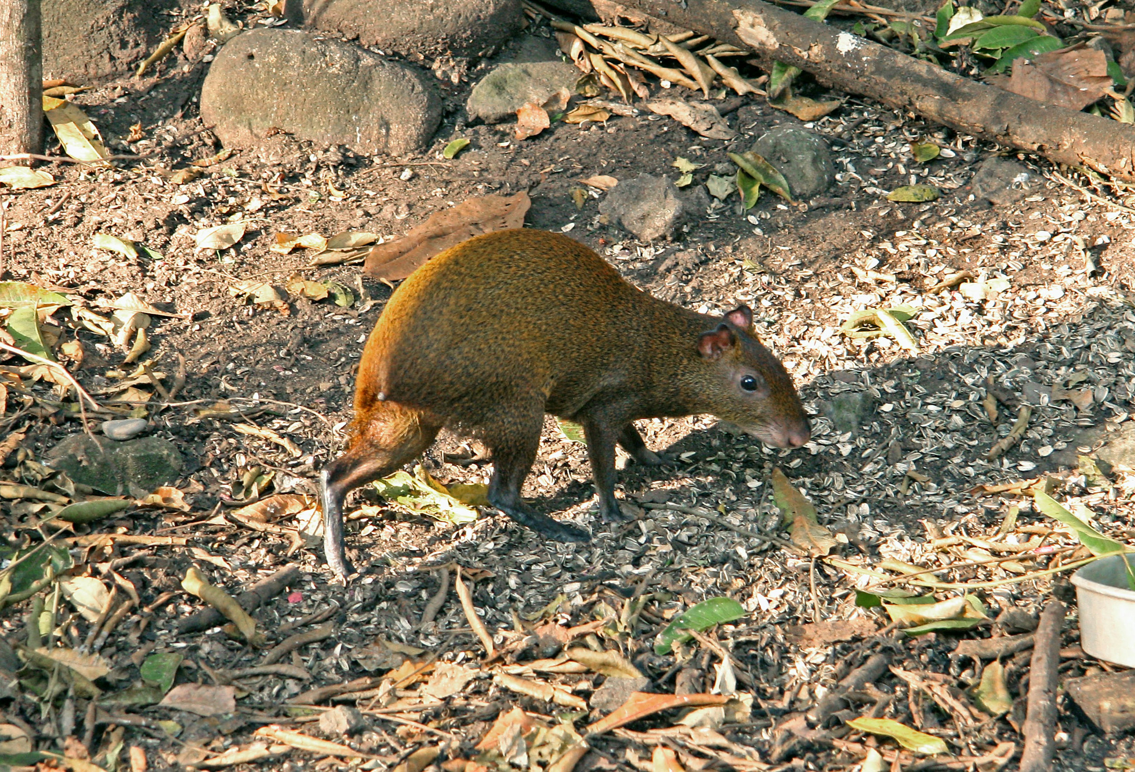 A small mammal with a brown body walking on the ground