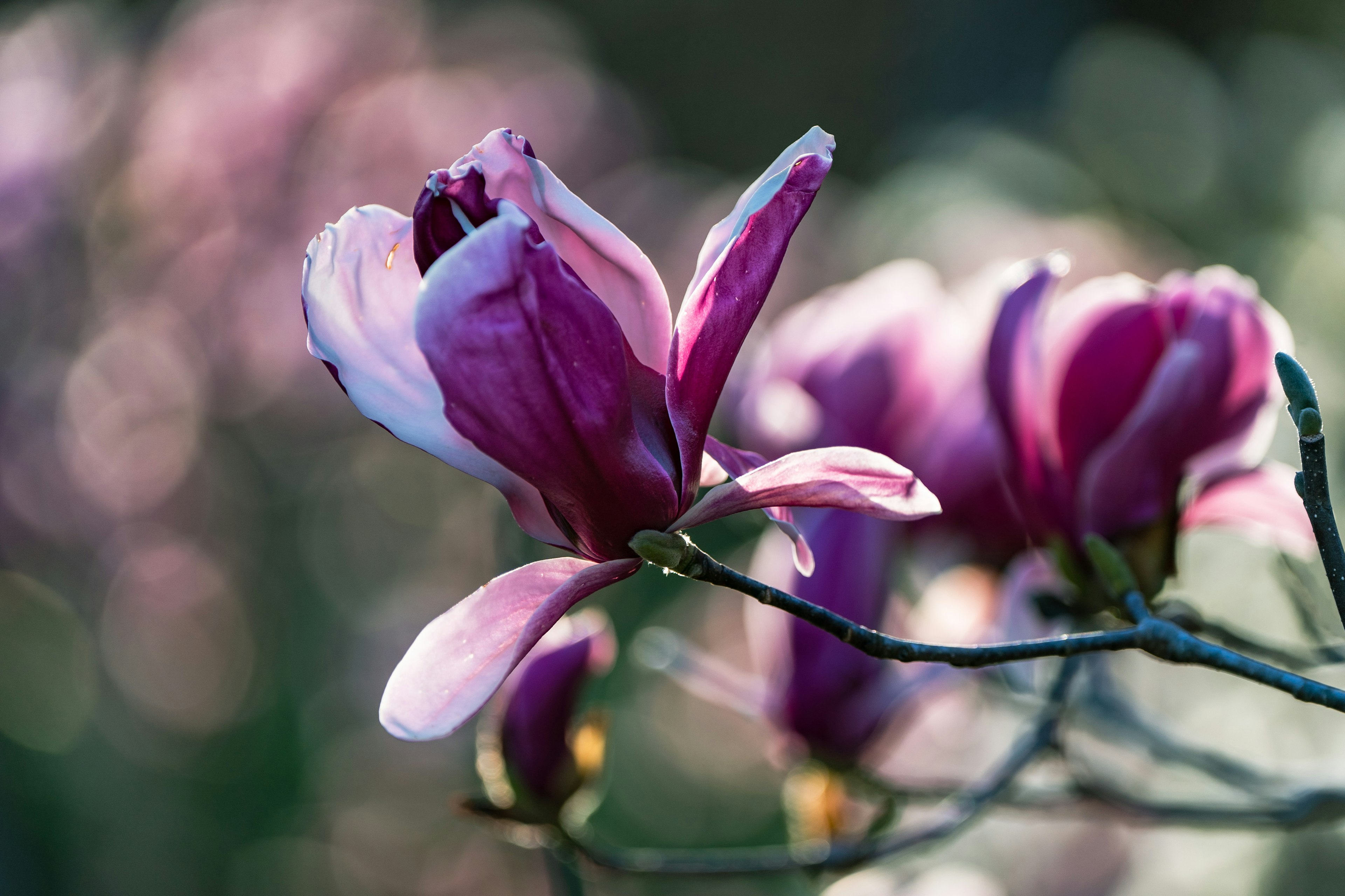 Fleurs de magnolia violettes en pleine floraison