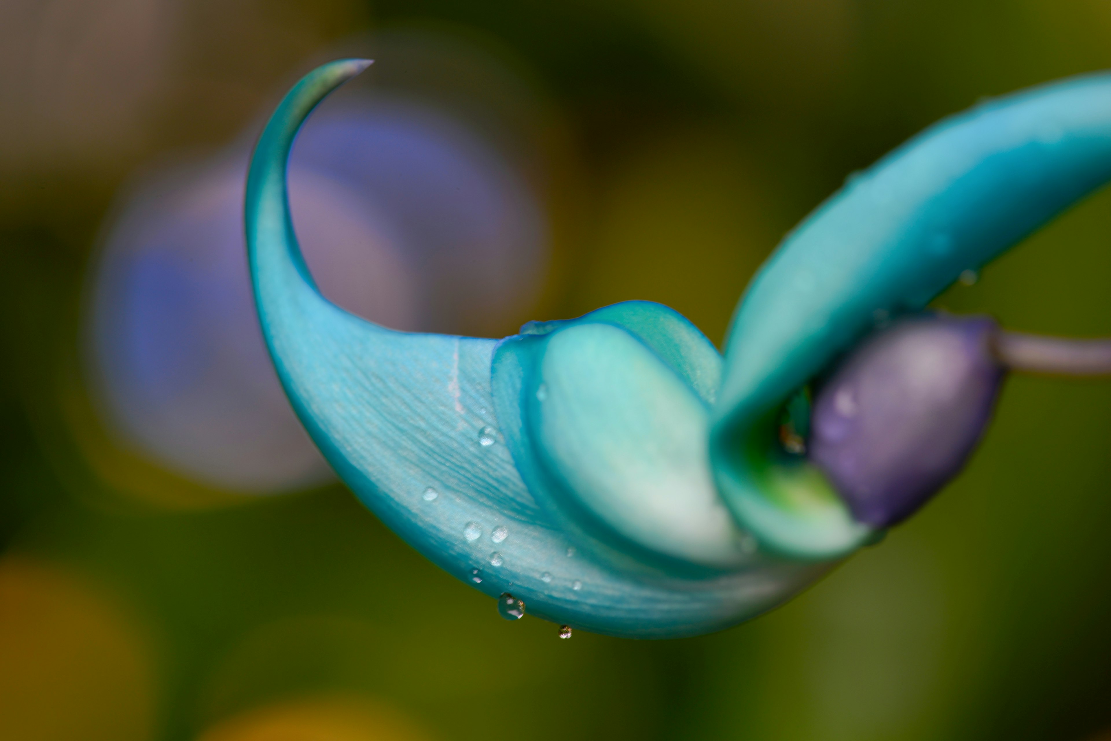 Ein schöner Blumenabschnitt mit blauen und grünen Kurven und Tropfen