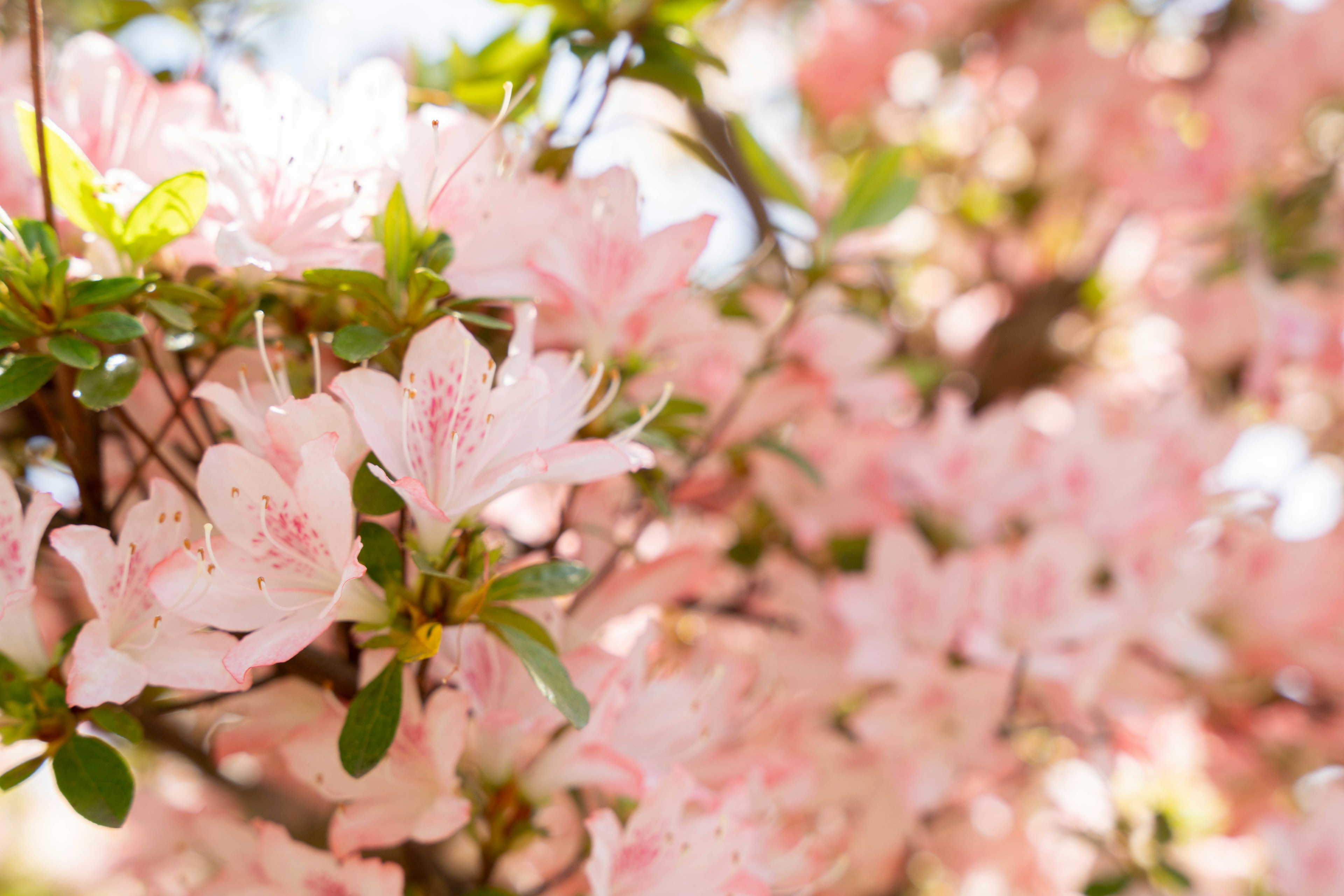 薄いピンクの花が咲く木の枝のクローズアップ