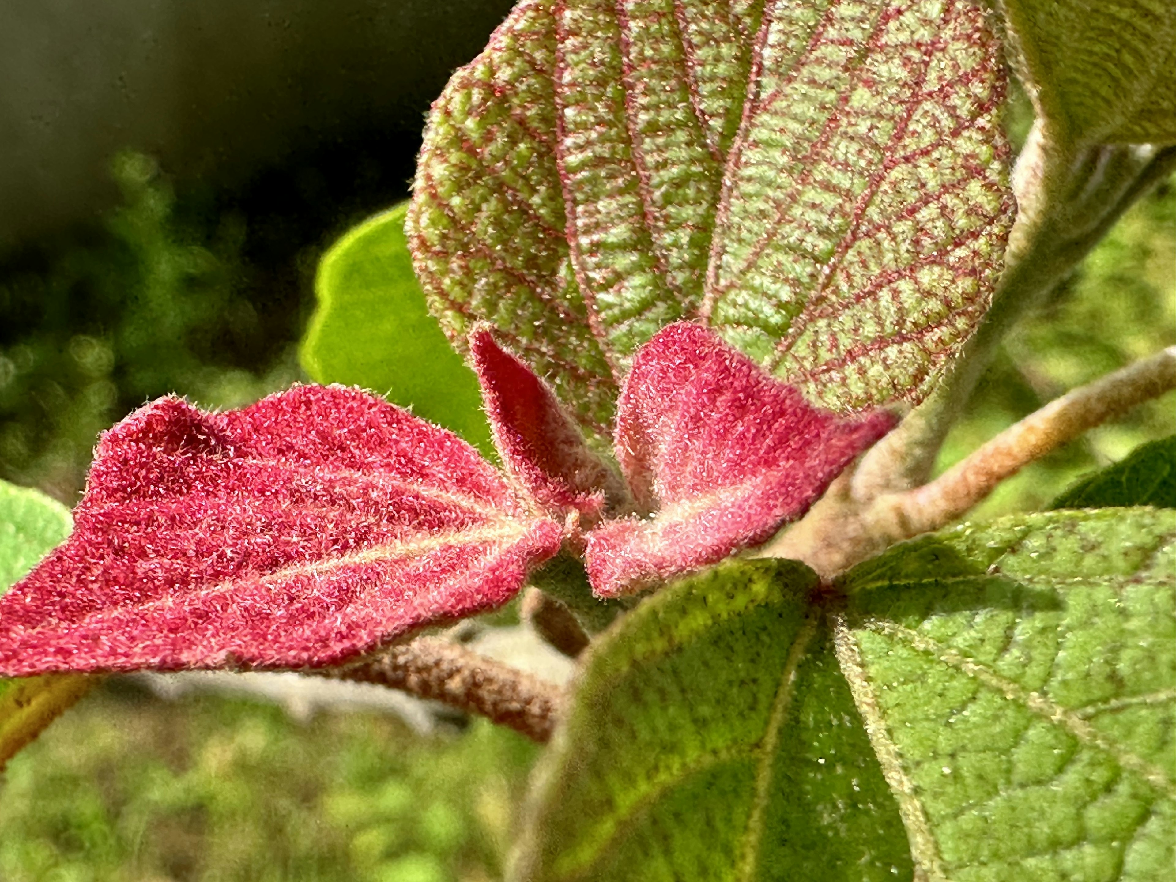 葉の詳細なクローズアップと赤い葉の新芽