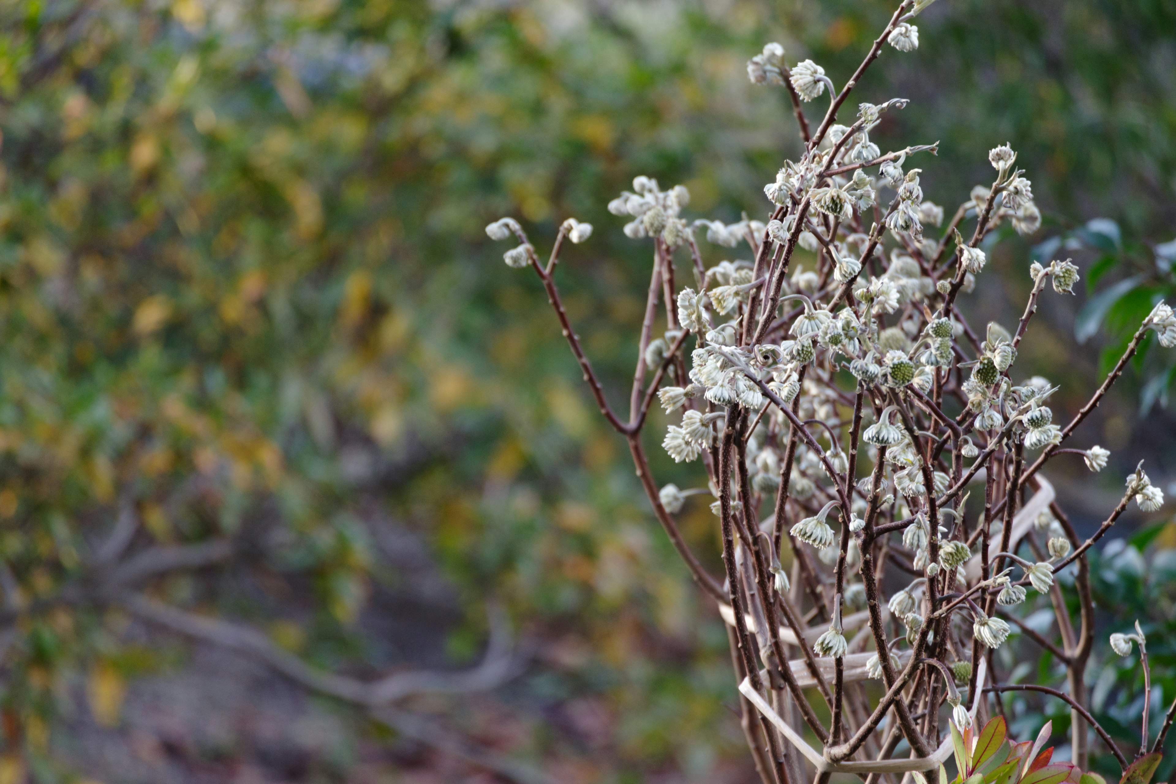 Dried plant with white flowers in a blurred green background