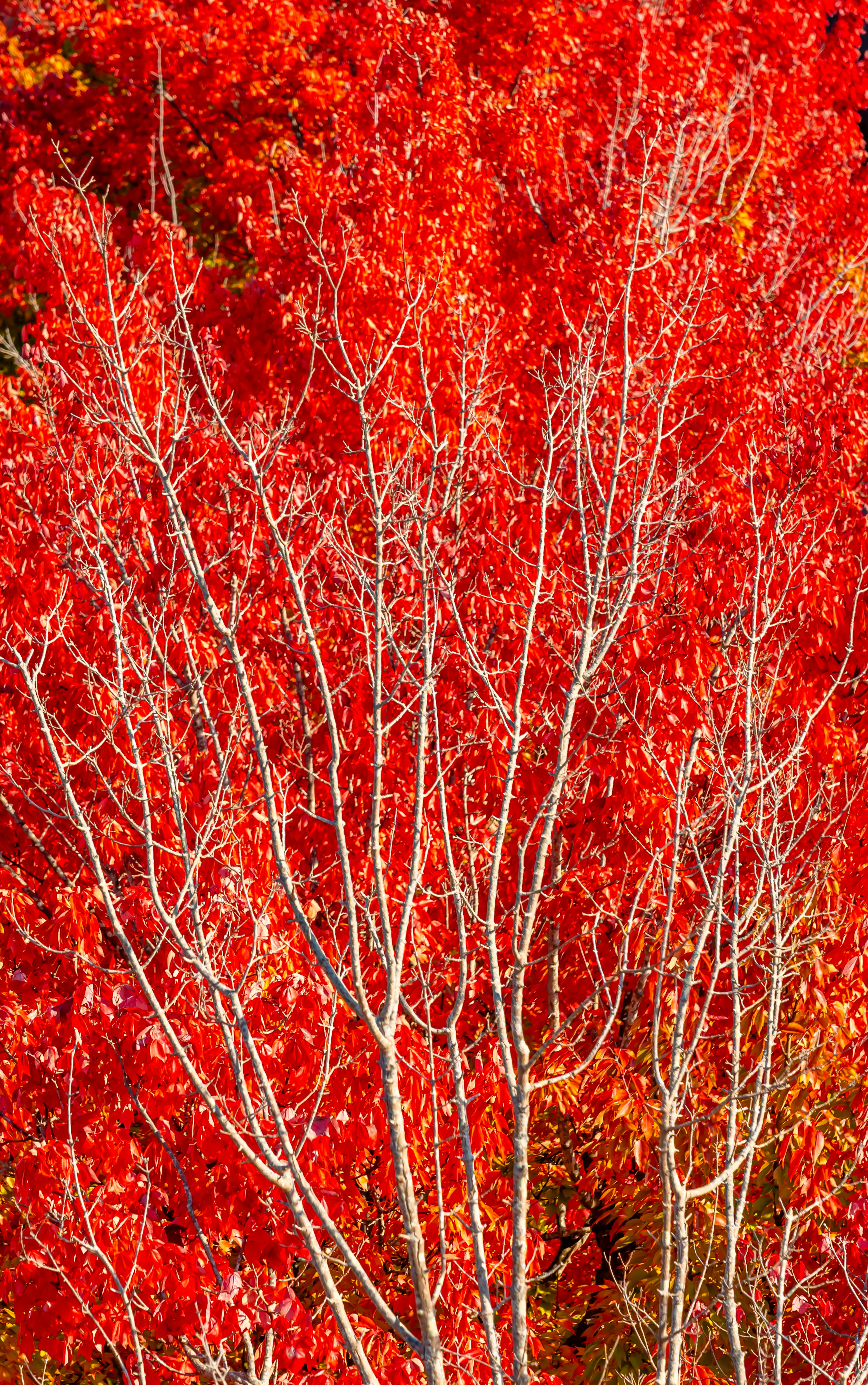 Ramas de árboles blancos rodeados de hojas rojas vibrantes en otoño