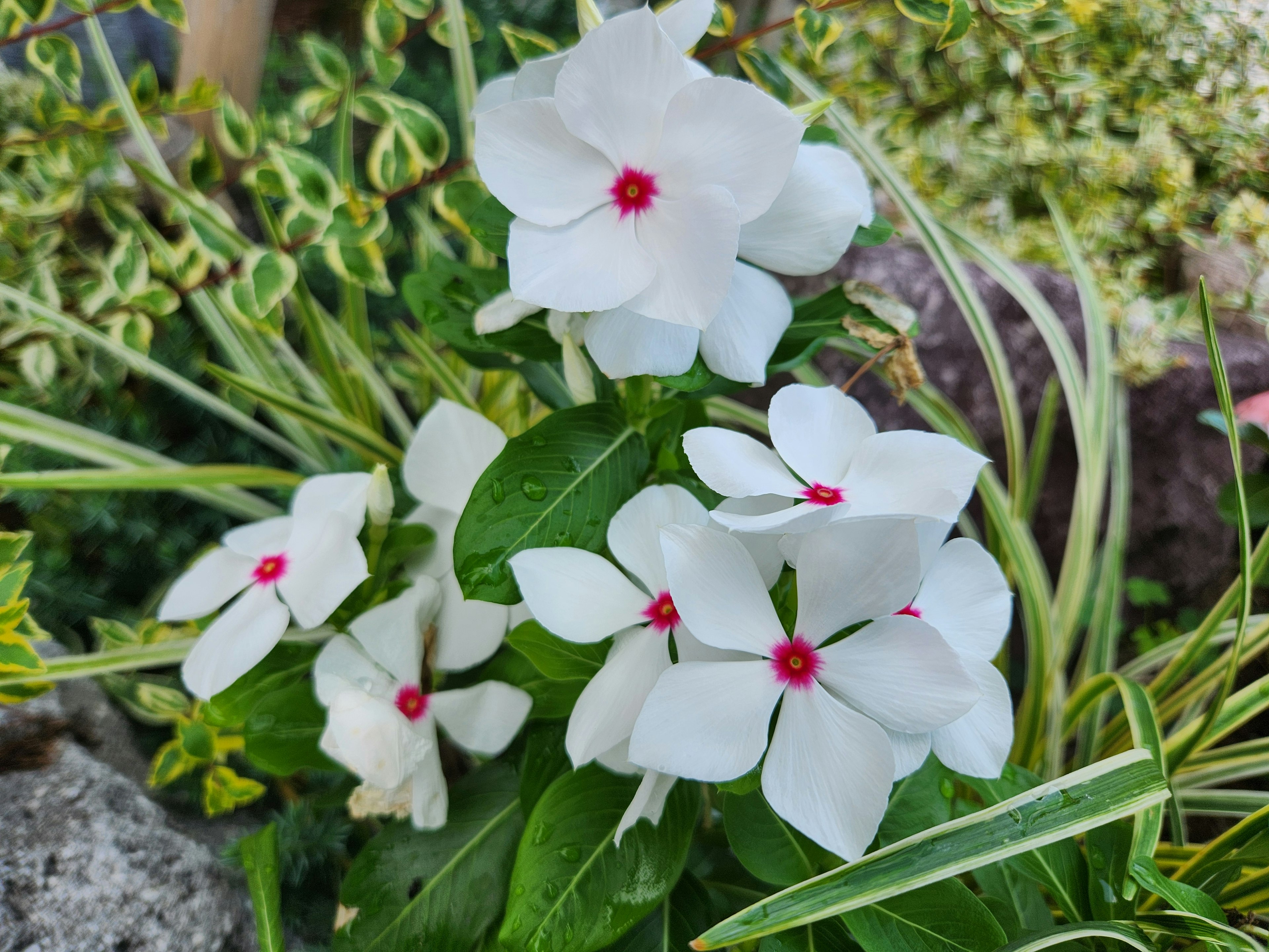 白い花と赤い中心の花が咲いている緑の植物のクローズアップ