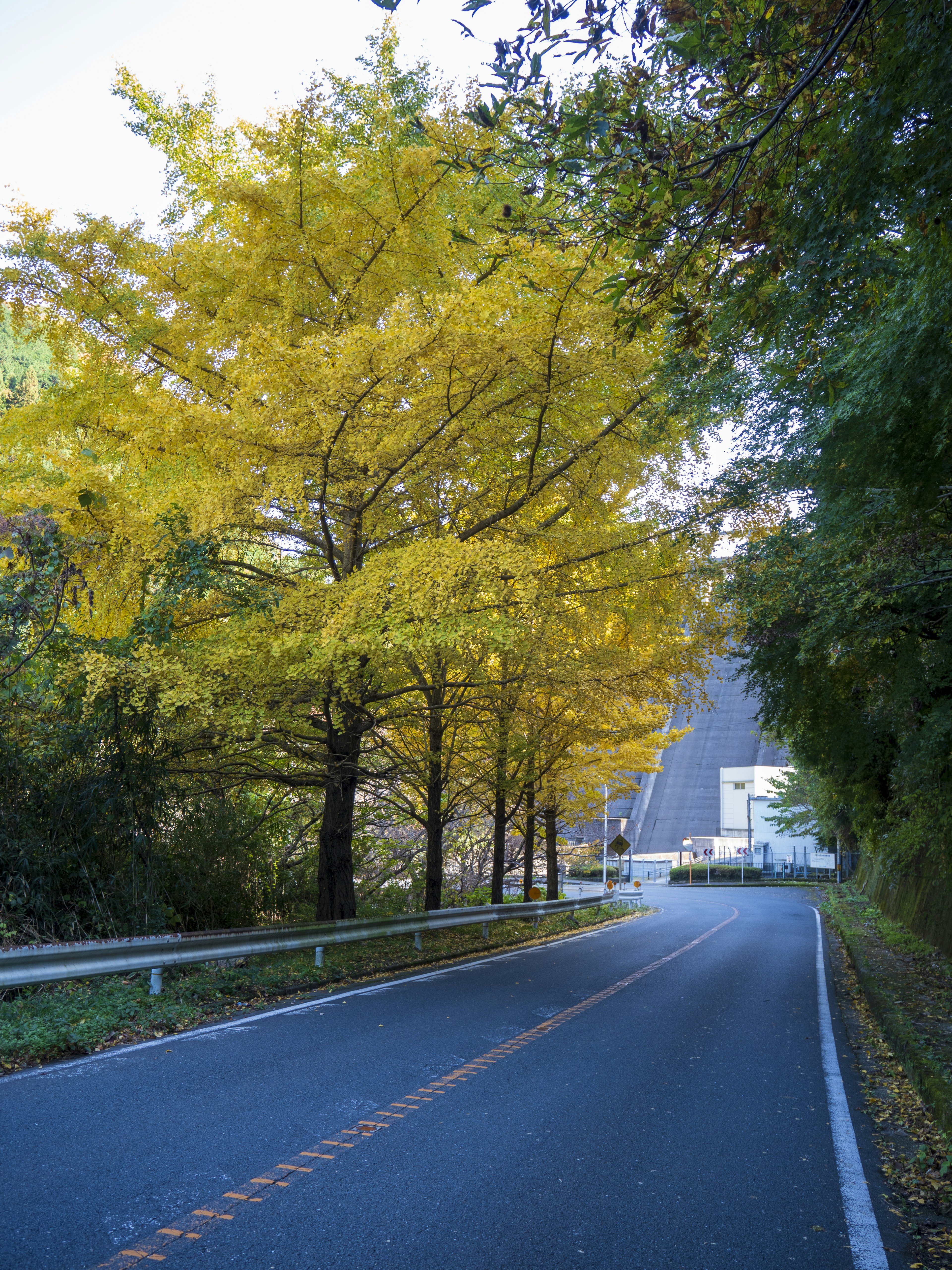 Vue pittoresque d'une route calme bordée d'arbres jaunes