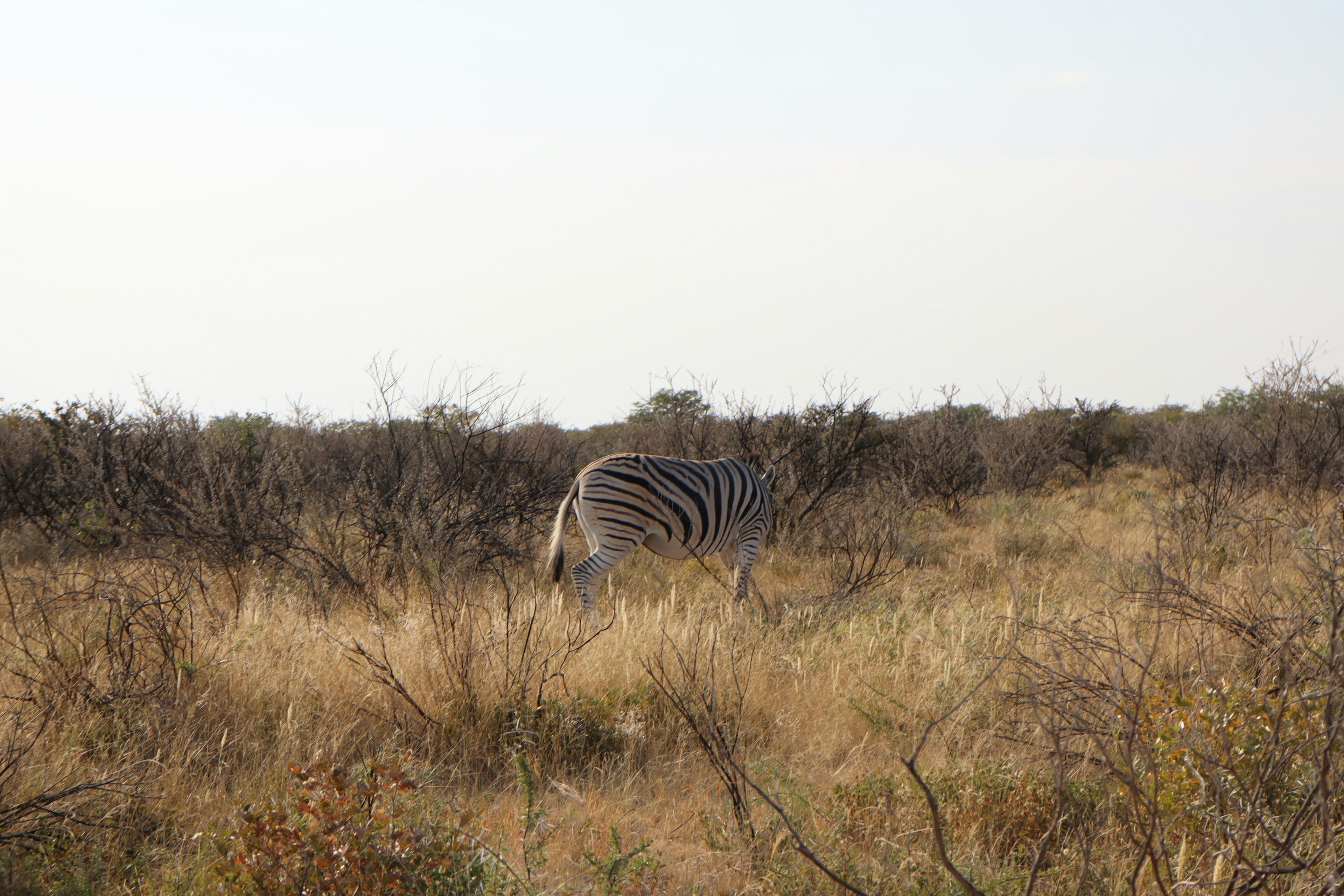 Una zebra che pascola in un paesaggio di savana