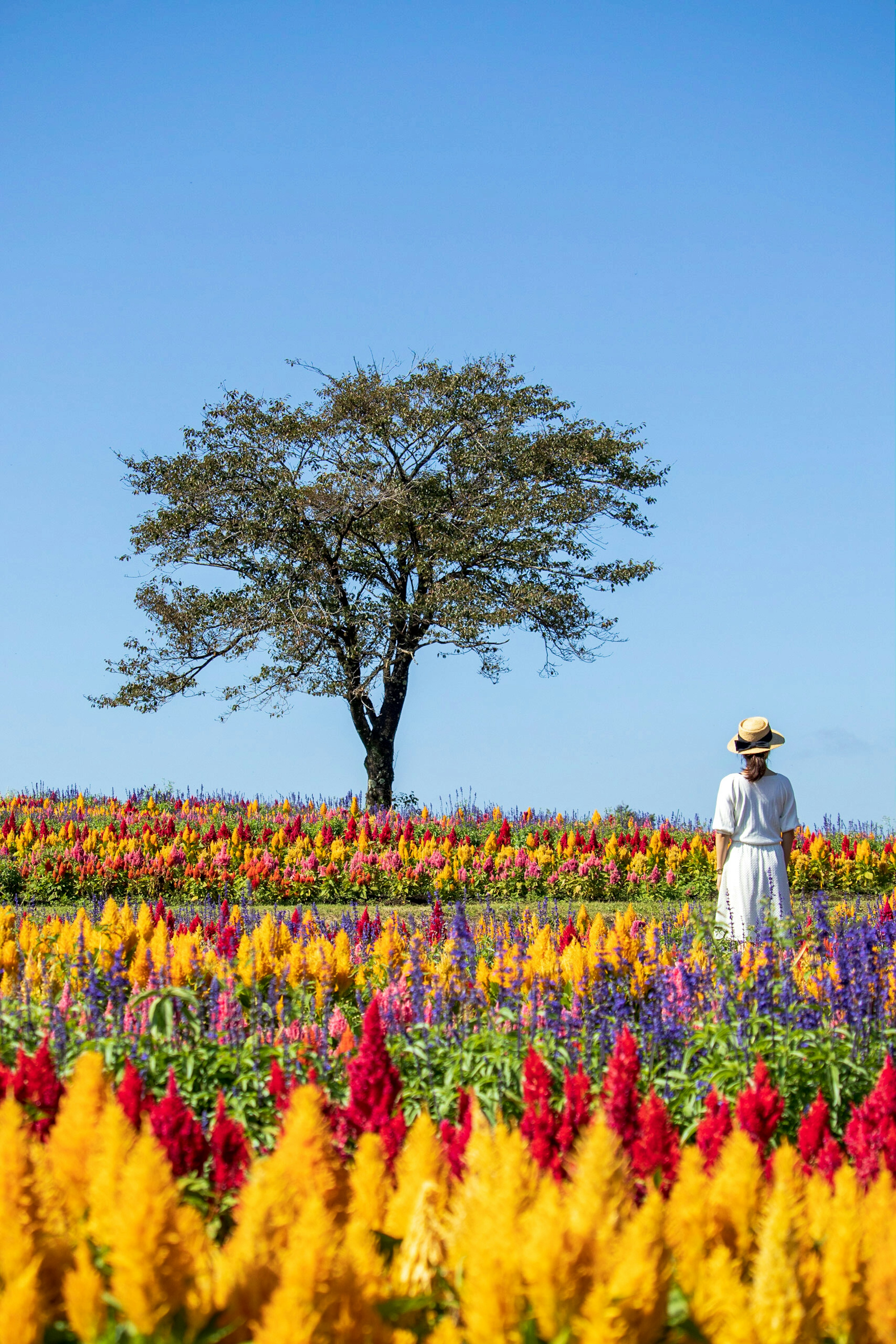 色とりどりの花畑の中に立つ木と白い服を着た人物