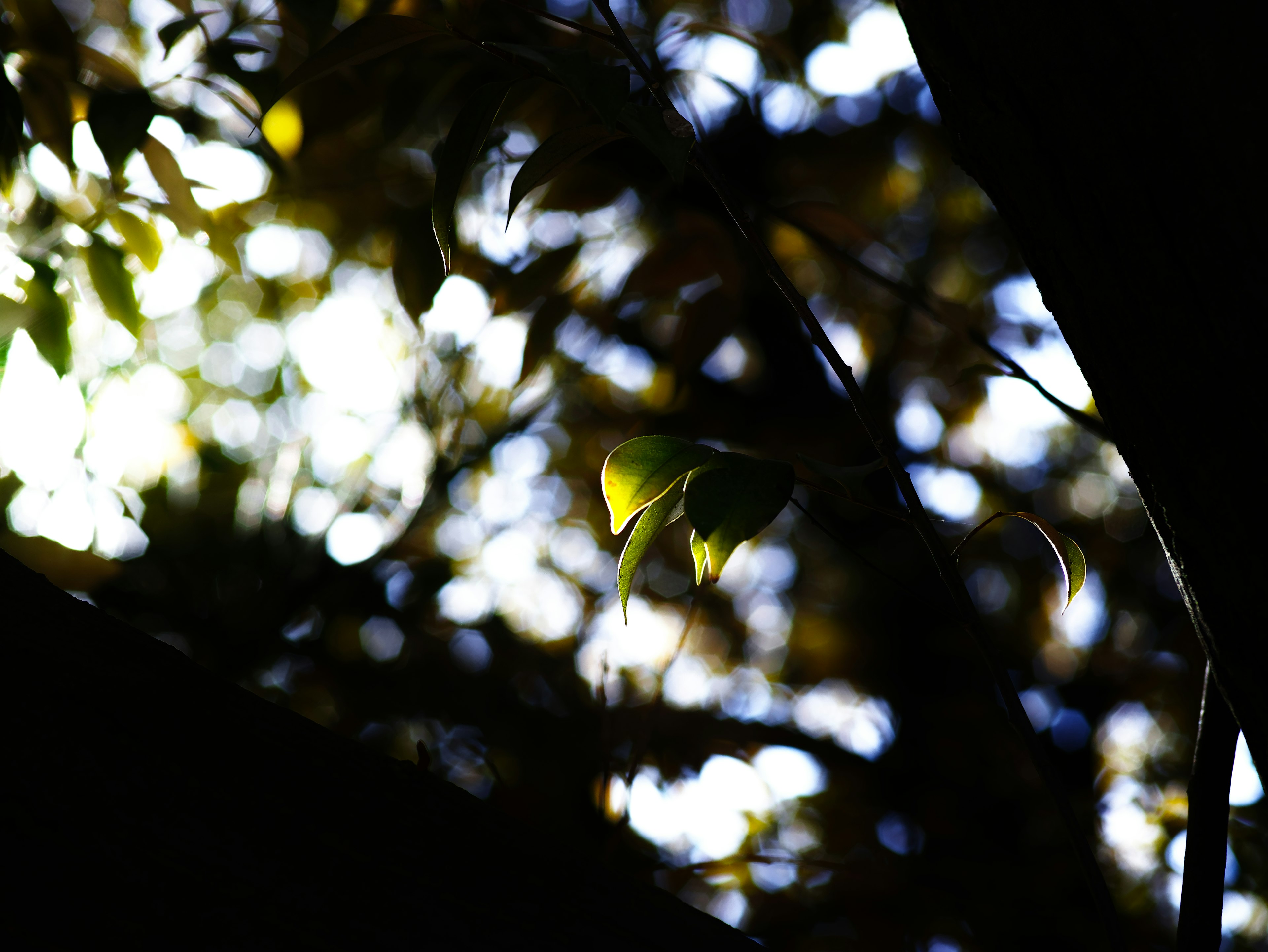 Silhouette of bright leaves against a dark background with blurred light