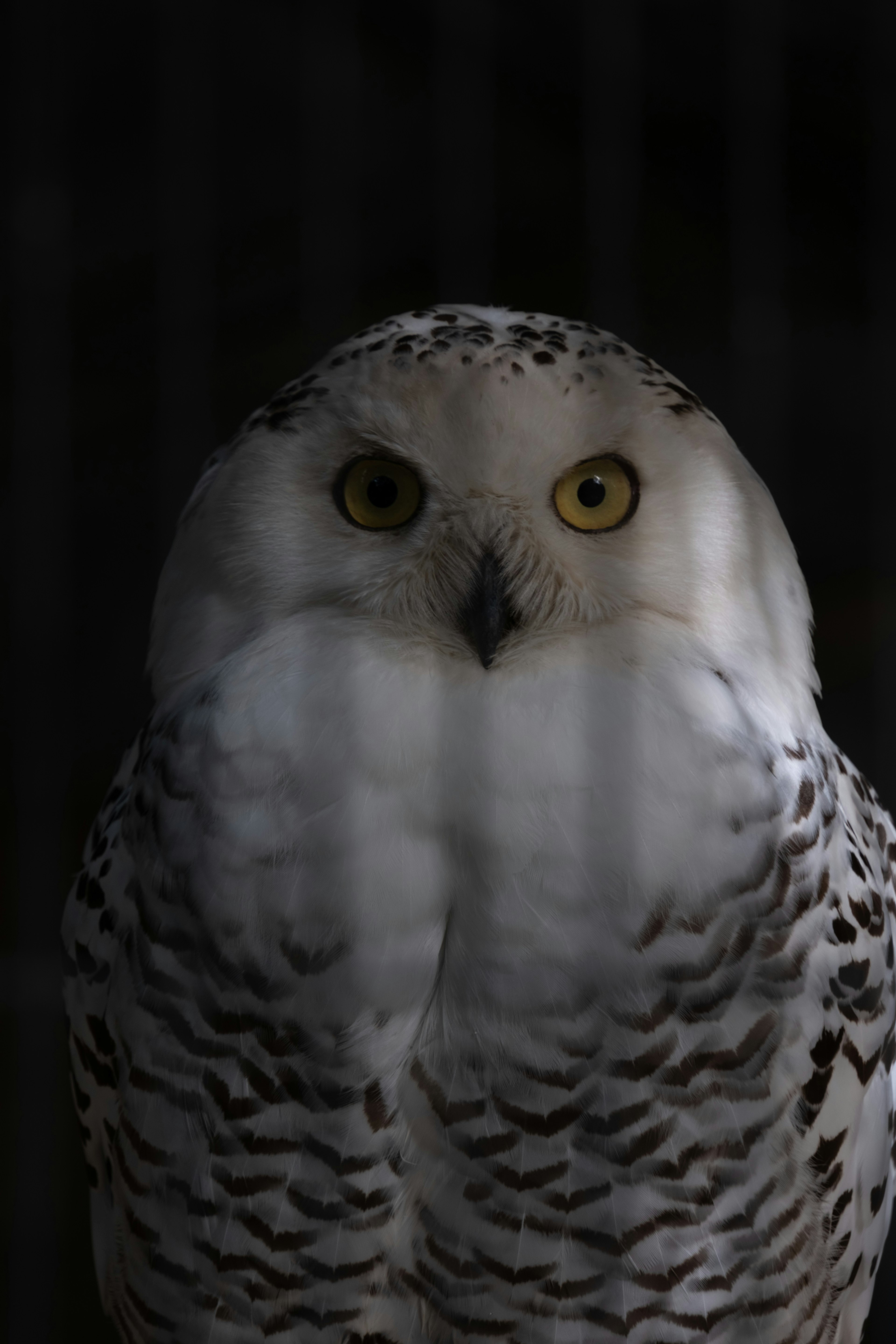 Snowy owl's face highlighted against a dark background