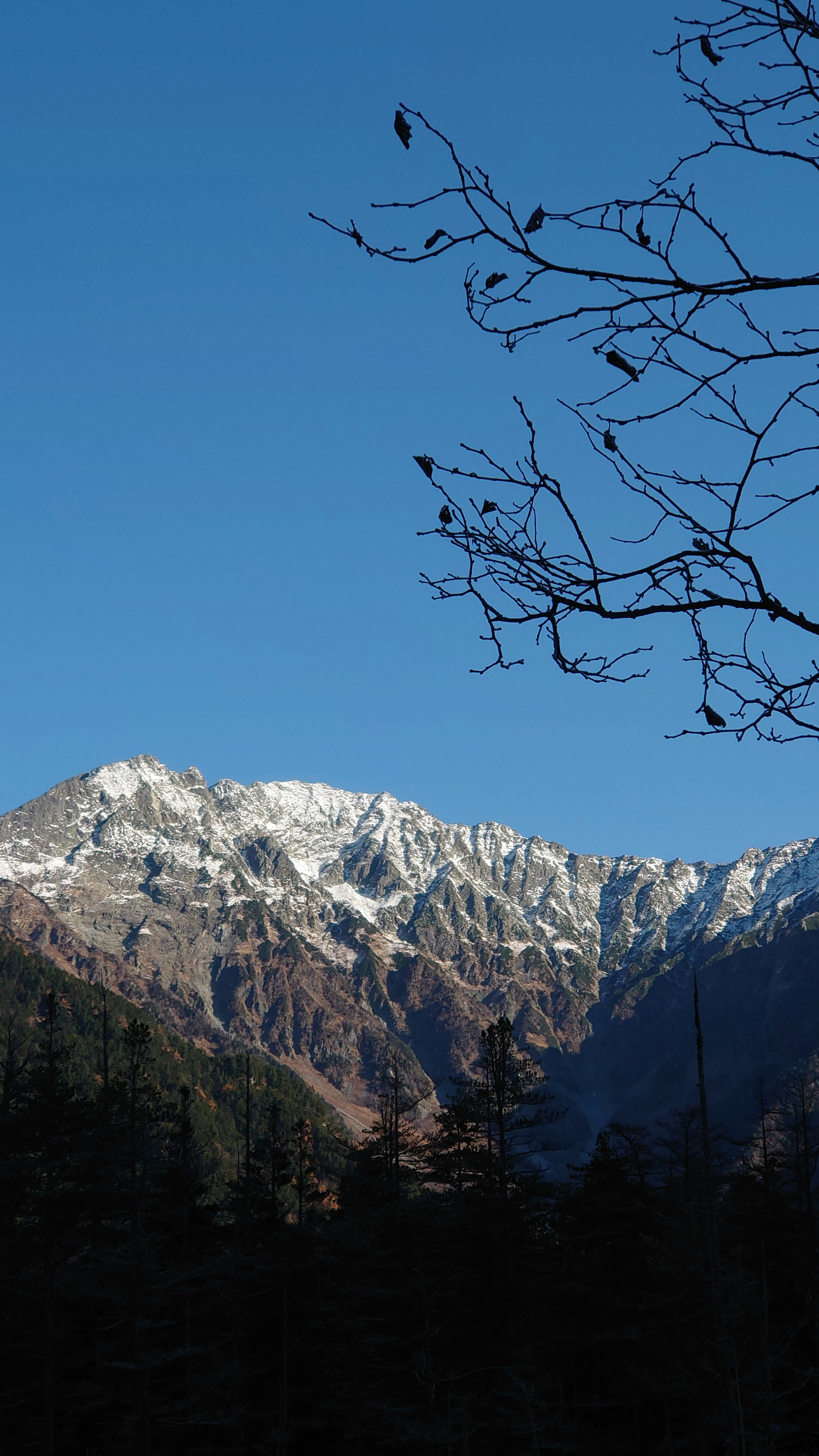 Snow-capped mountains under a clear blue sky with bare branches